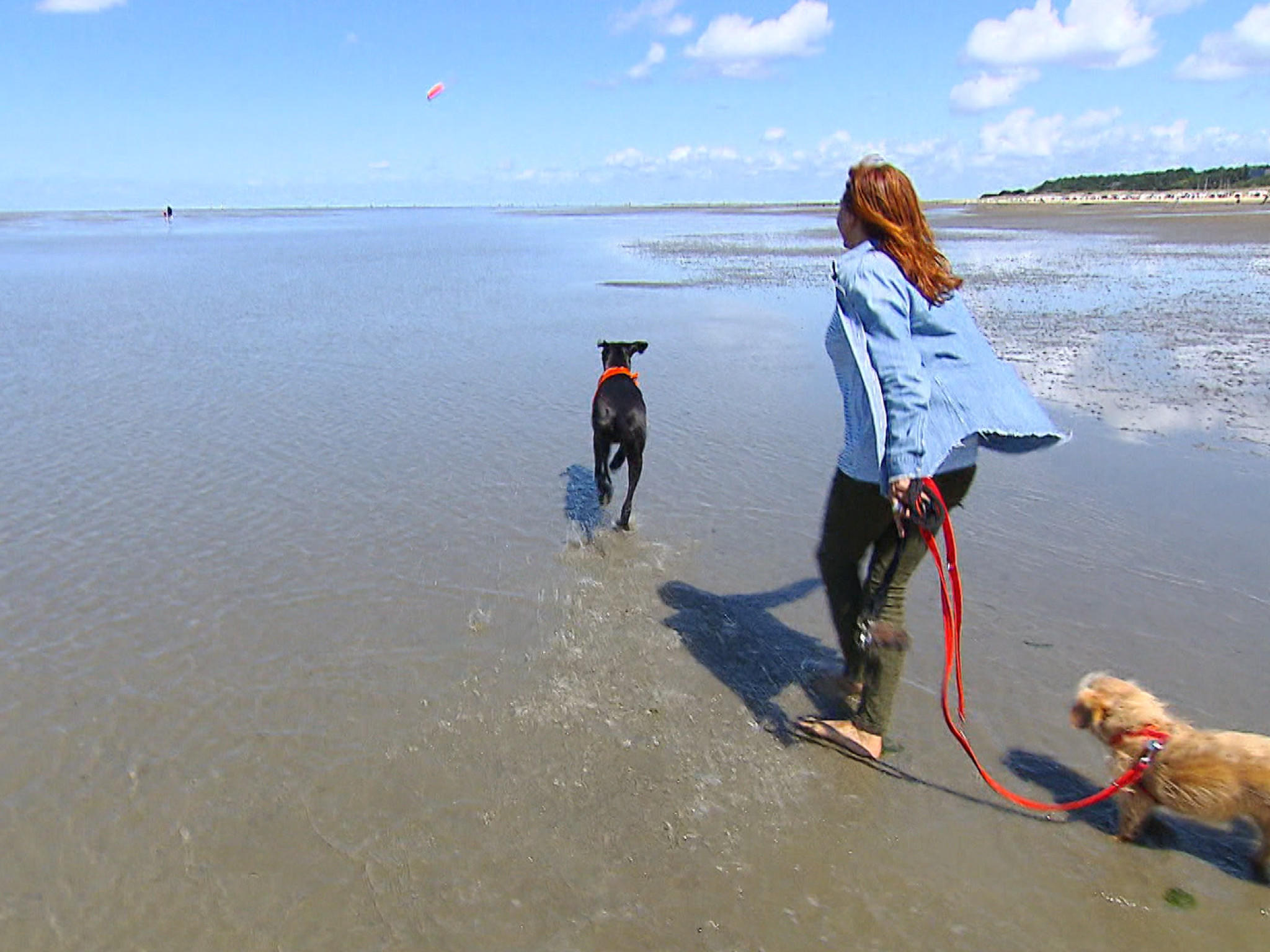 hundkatzemaus Galerie Hunde am Strand.Viele Hunde lieben es, am Strand