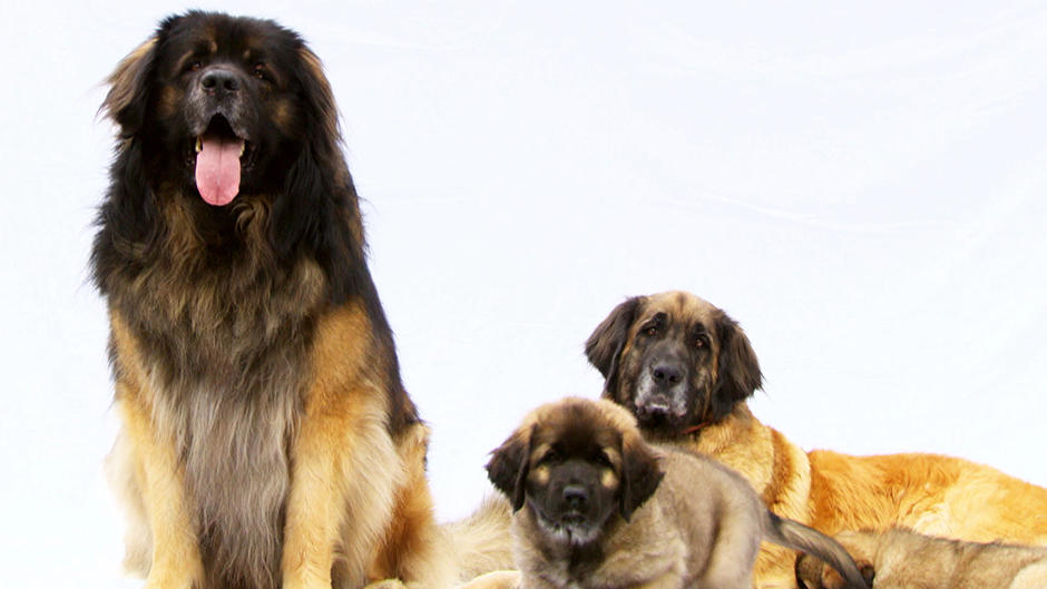 Mein Hund Dein Hund Mein Hund Dein Hund