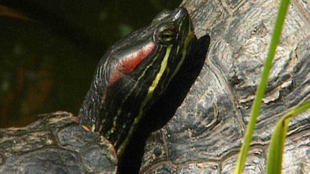 Haltung im Gartenteich