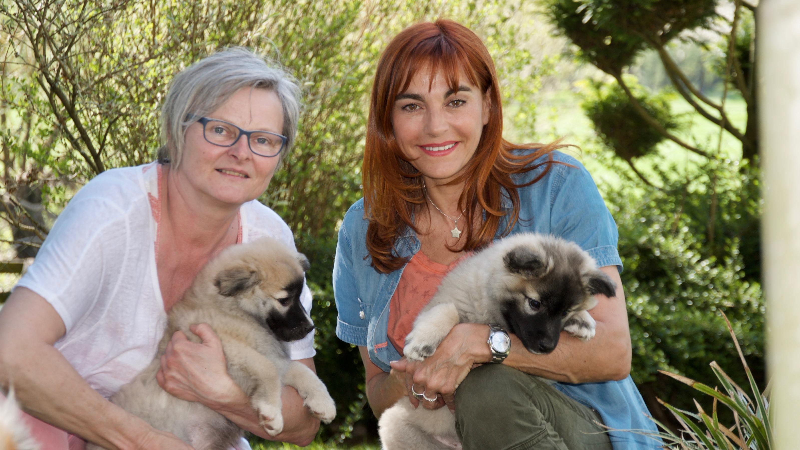 Hundkatzemaus Islandhunde Im Rasseportrait