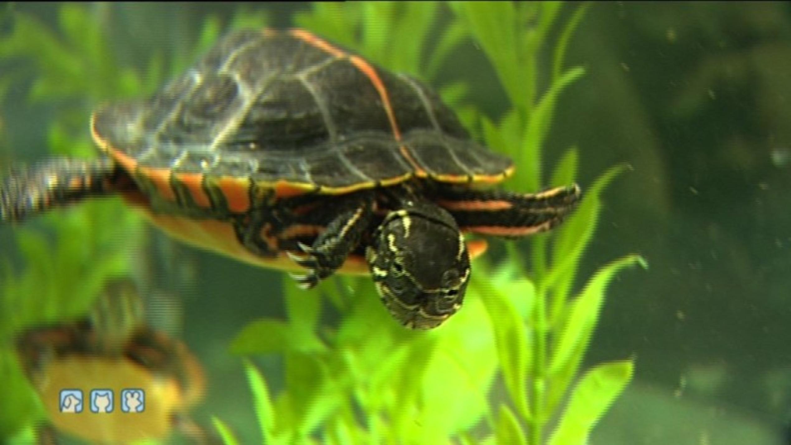 Wasserschildkröten