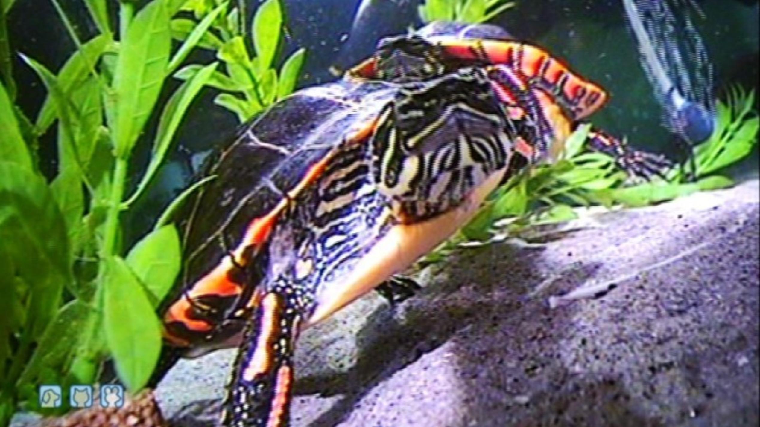 Wasserschildkröten: Vorm Kauf