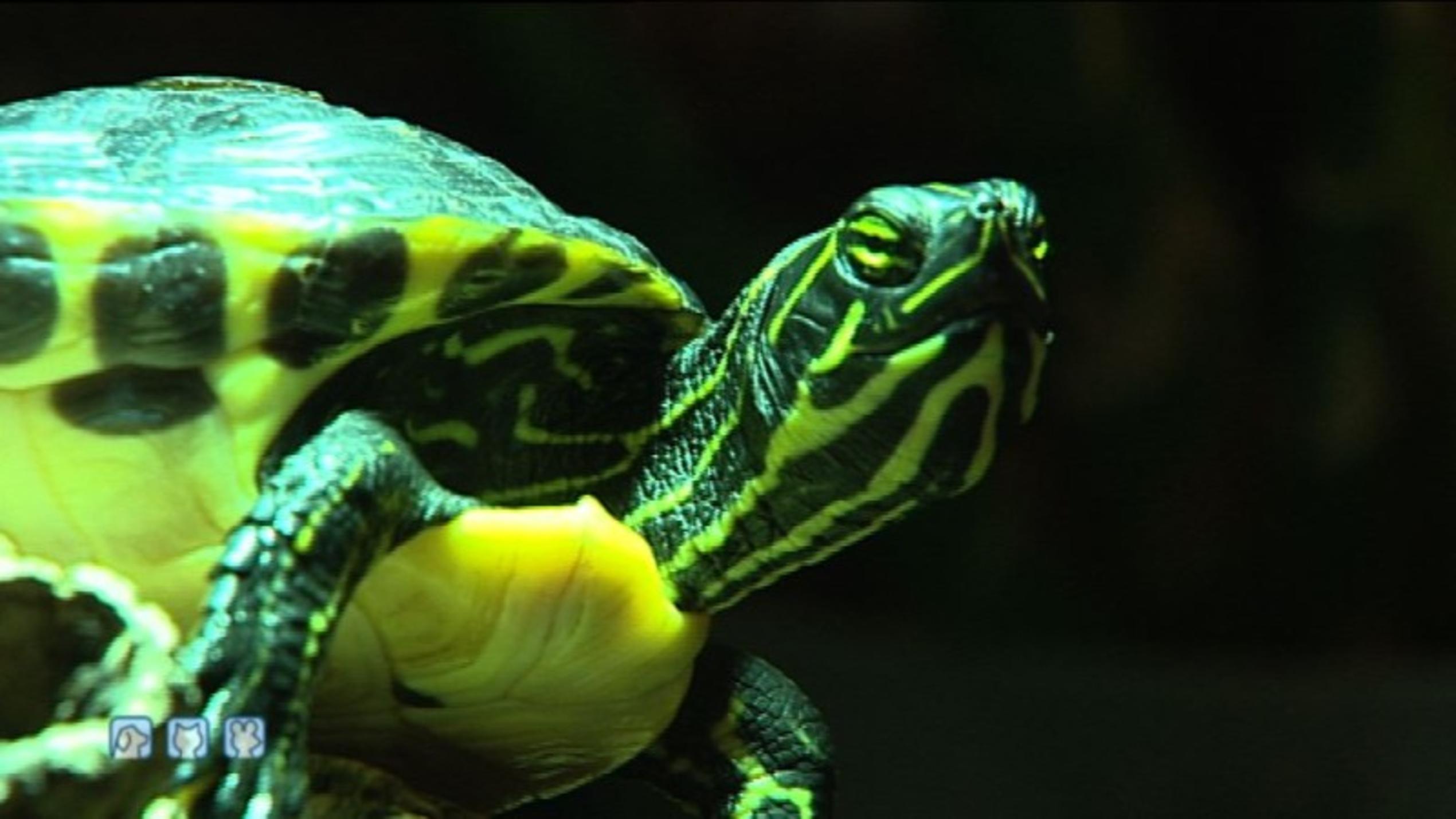 Wasserschildkröten: Futter