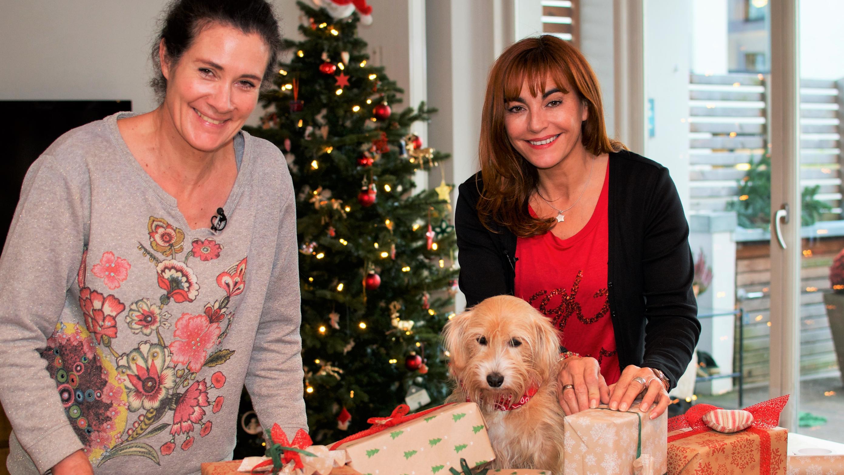 Hundkatzemaus Sichere Weihnachten Für Vierbeiner