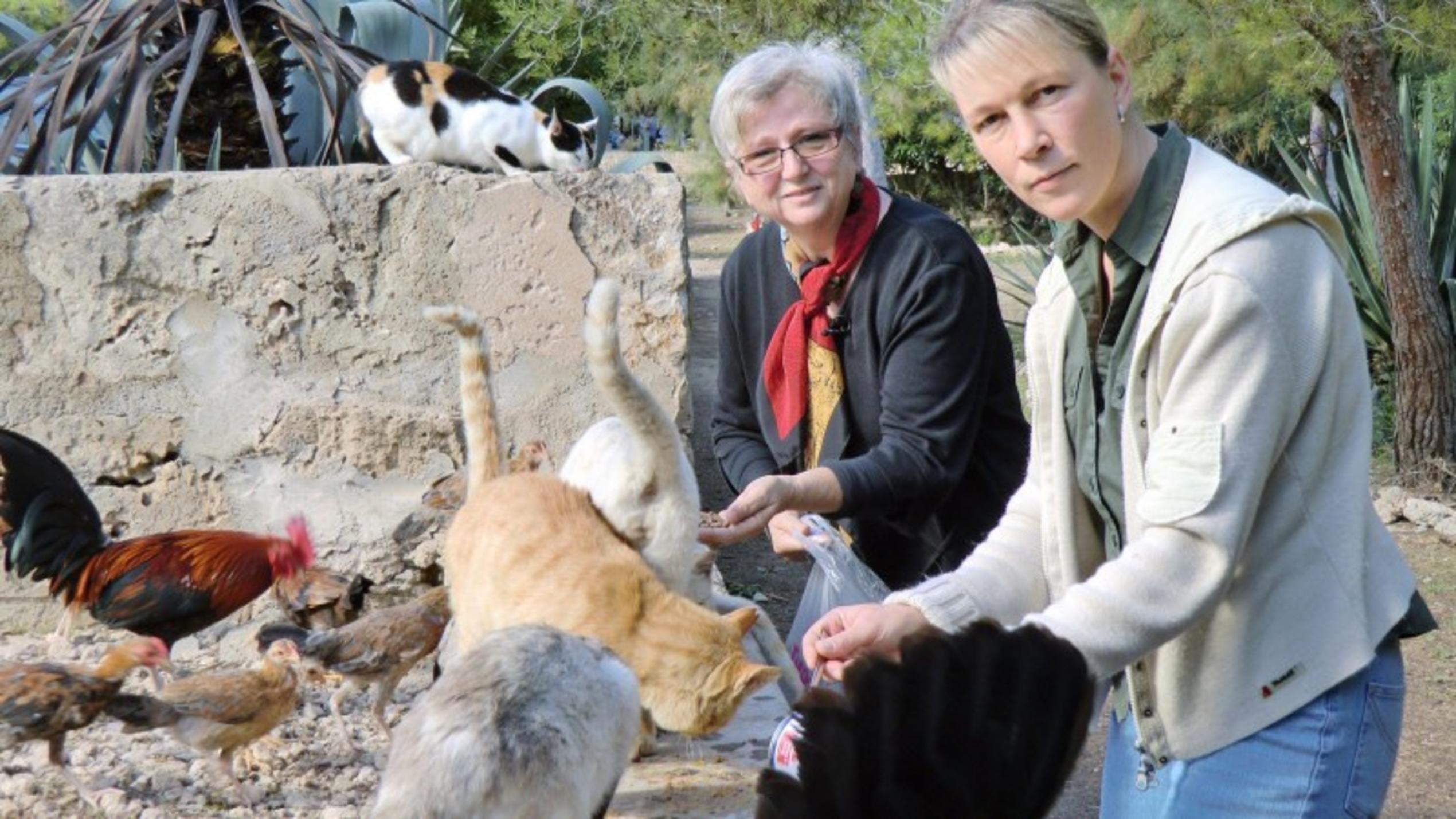 Tierschützerin Susanne Hoppe (l.) betreut an der Touristenhochburg S"Arenal eine Gruppe herrenloser Katzen. Ihre Freundin Claudia Wilke unterstützt sie bei der Fütterung. Foto: VOX/DOCMA TV