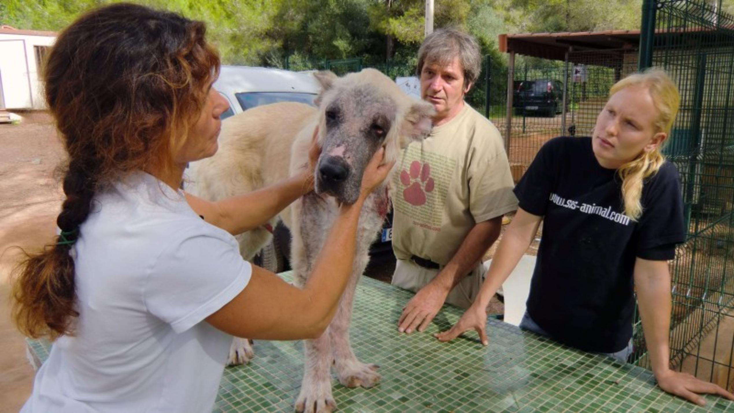 Die Tierärztin des Tierheims Calvia (l.) untersucht den beschlagnahmten Hund. Veronika Rheinberger (25) und Karl Miesel (54) hoffen, dass dem Tier schnell geholfen werden kann.