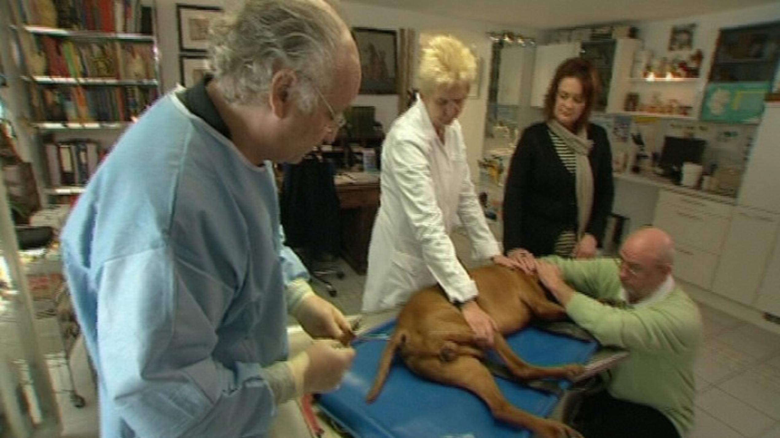 hundkatzemaus-Tierarzt Dr. Wolf operiert einen Hund mit Melanom