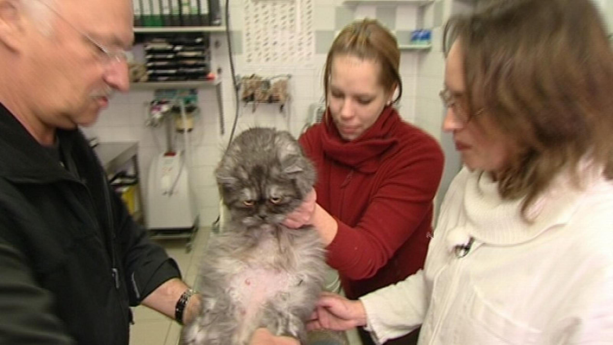 hundkatzemaus-Tierarzt untersucht eine Persermischlingskatze auf Trächtigkeit