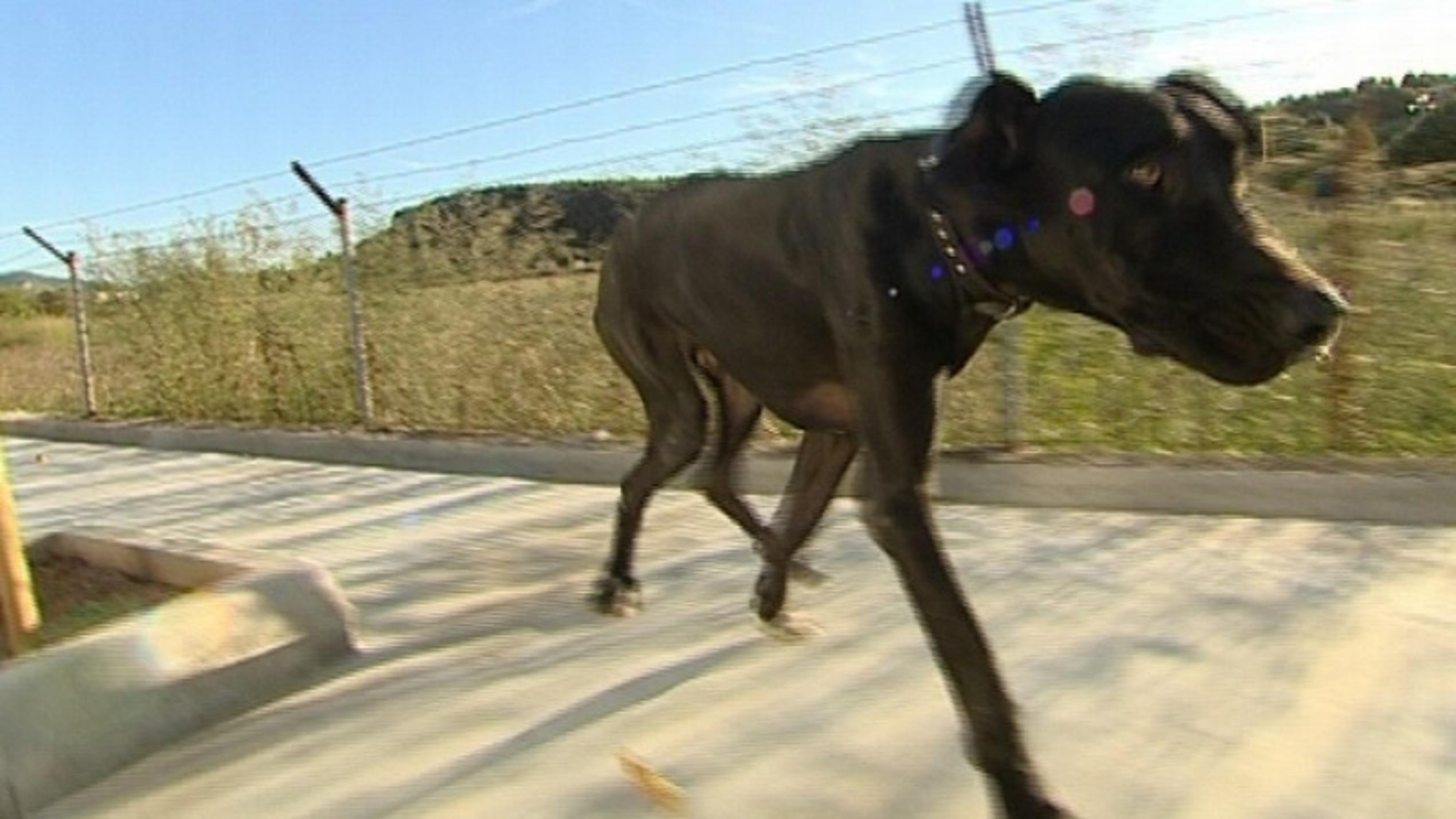 Tierschutz auf Mallorca: Dogge Samir