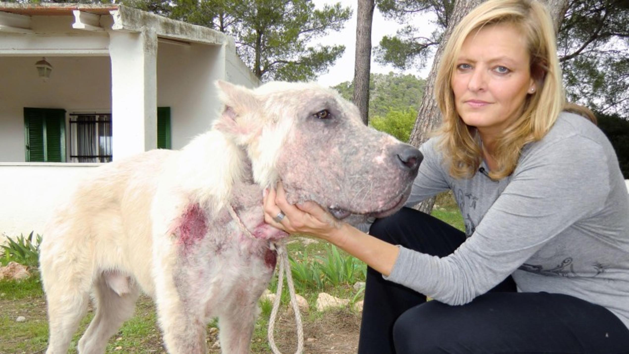 Petra Steiner vom Dachverband der balearischen Tierschutzvereine Baldea mit dem beschlagnahmten Hund