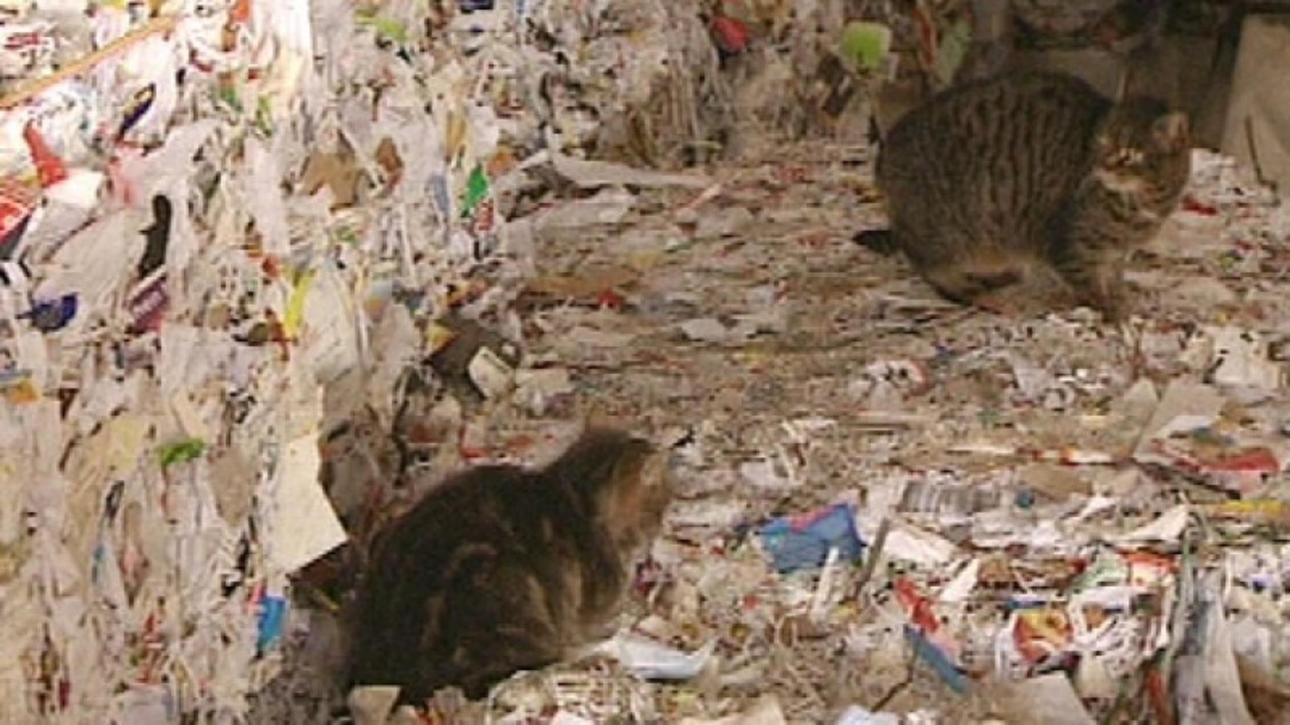 Katzen auf der Mülldeponie