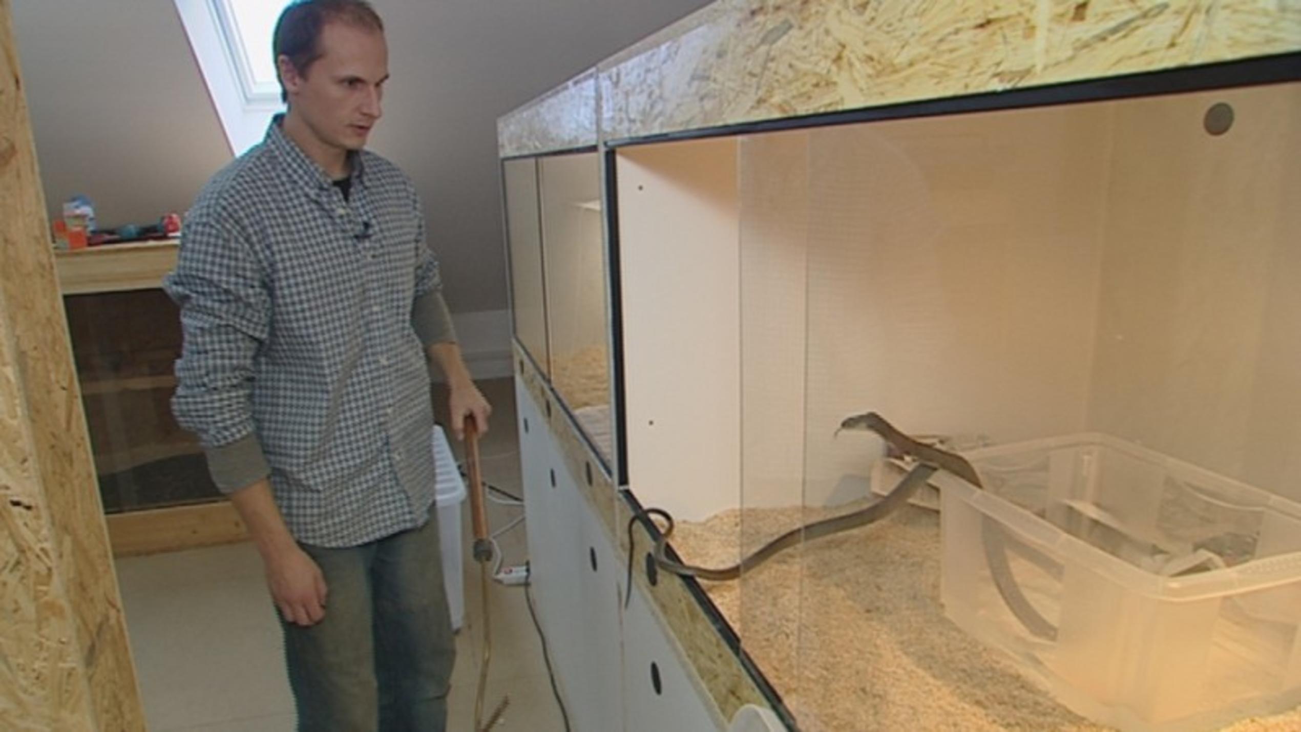 Wildes Wohnzimmer: Schlangenzüchter Patrick Waffek mit Königskobras
