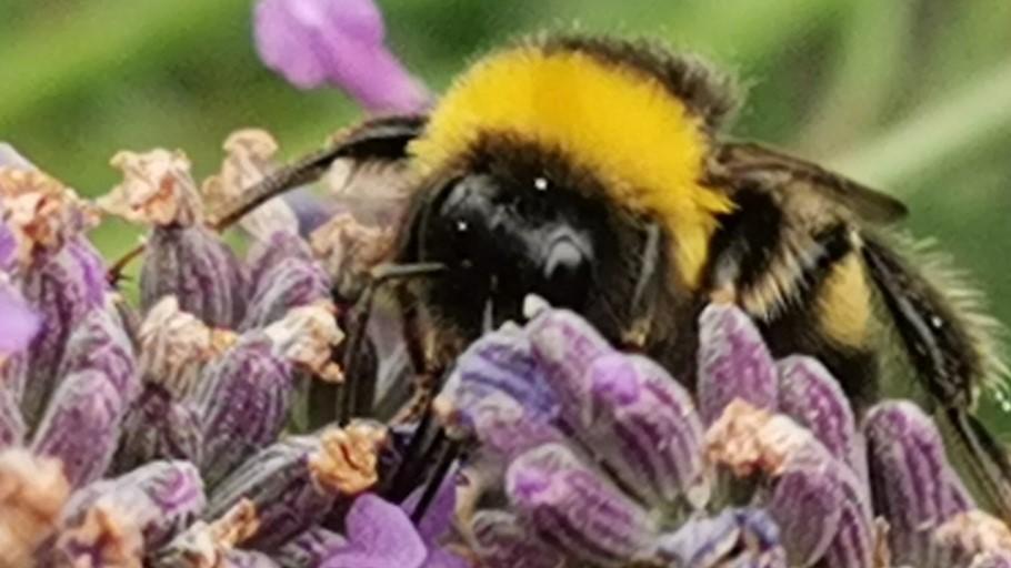 Hundkatzemaus Hilfe Für Die Bienen