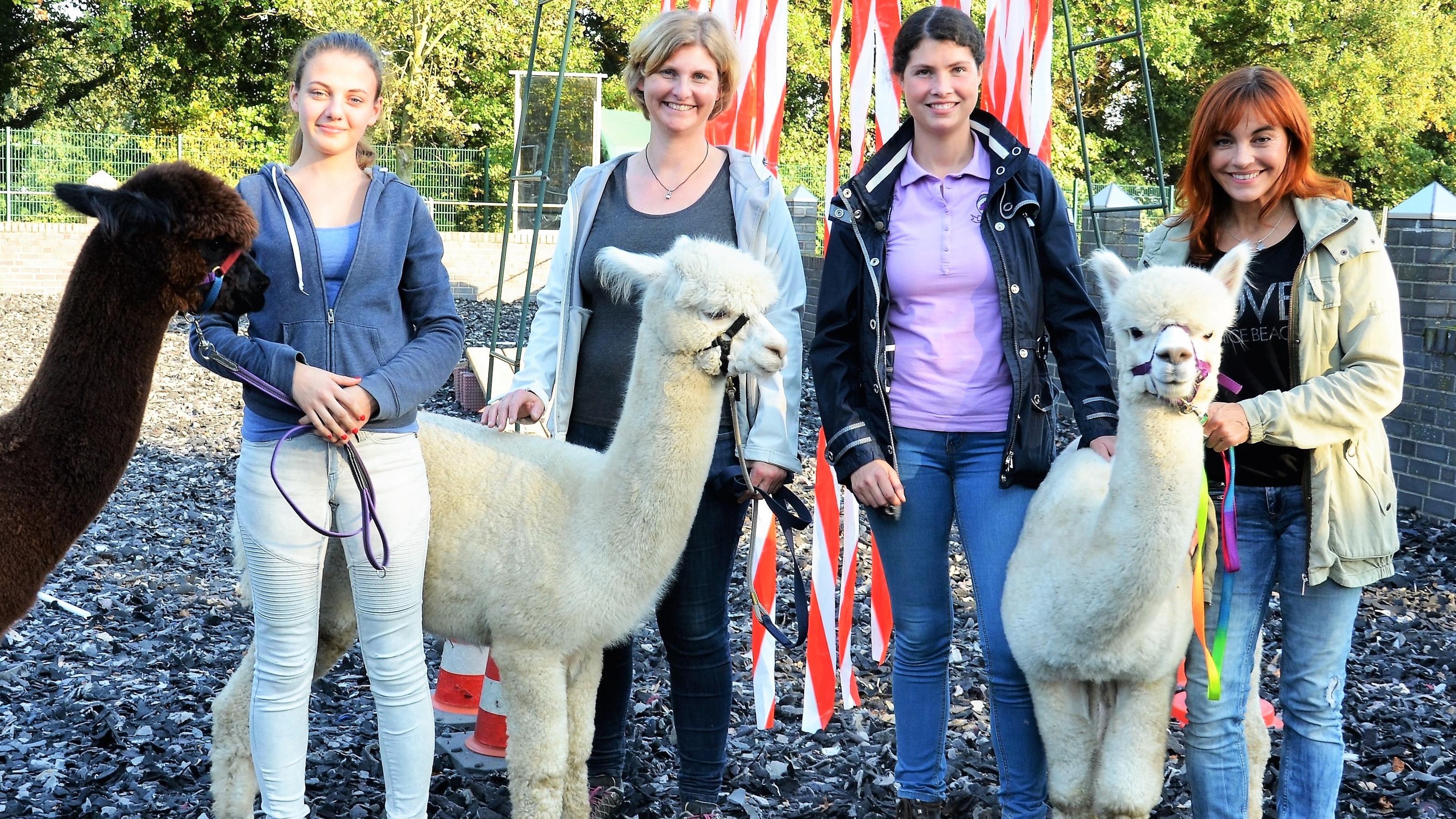 hundkatzemaus Mit Alpakas durch den Hindernis Parcours