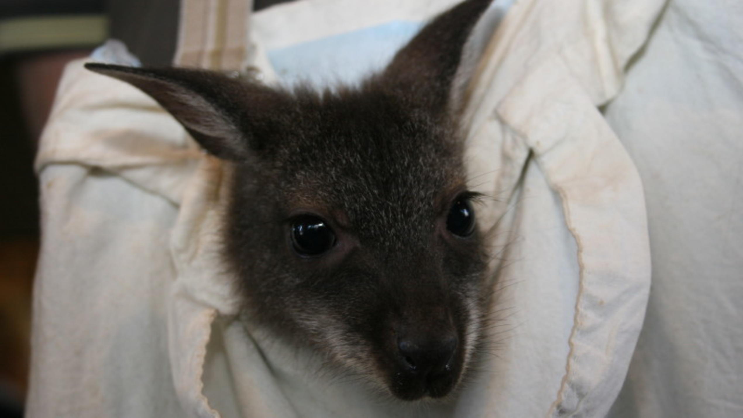 Wildes Wohnzimmer: Känguru-Baby Loona