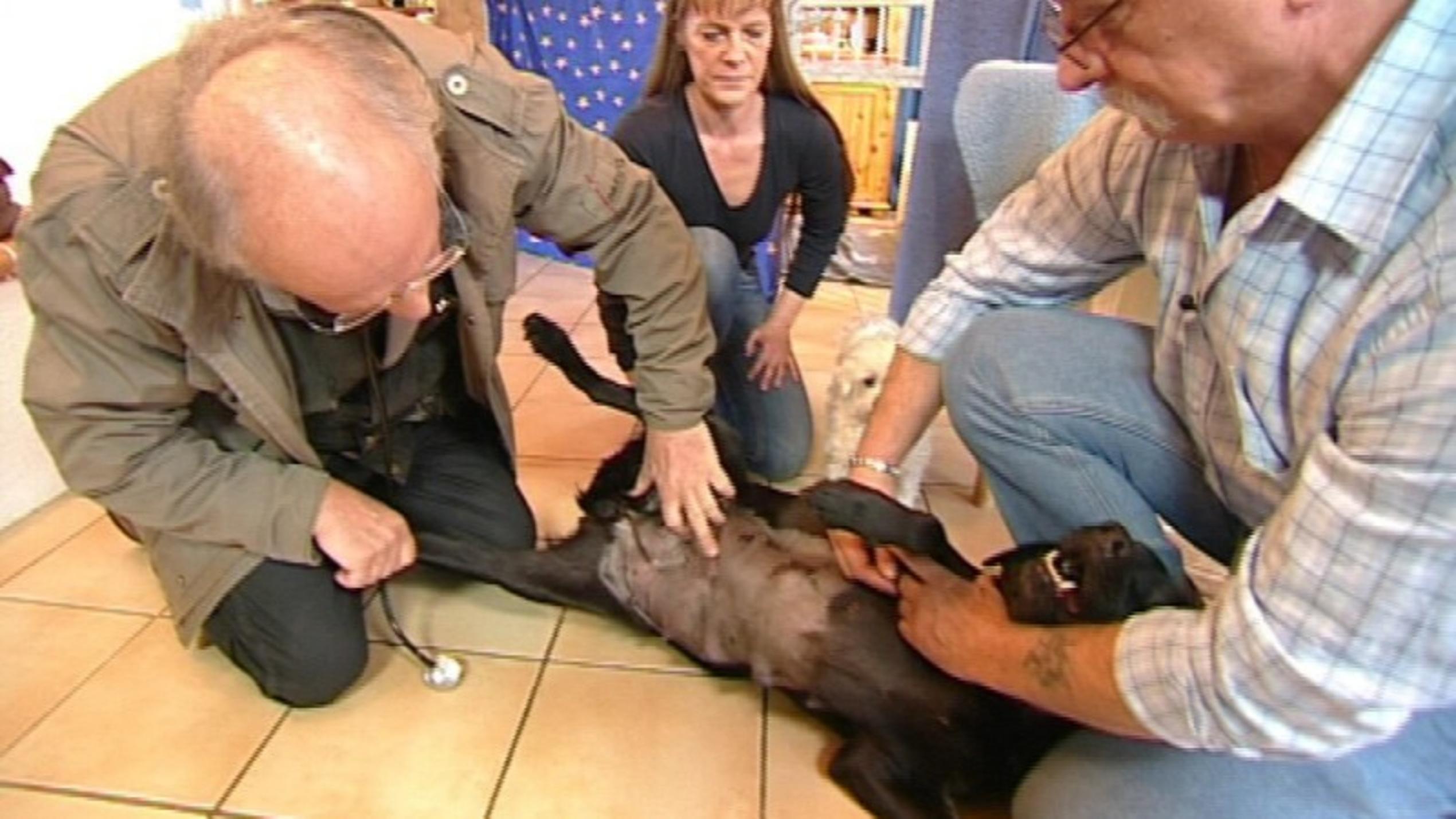 Wurfkontrolle bei einer Hundemama - hundkatzemaus-Tierarzt Dr. Wolf auf Hausbesuch