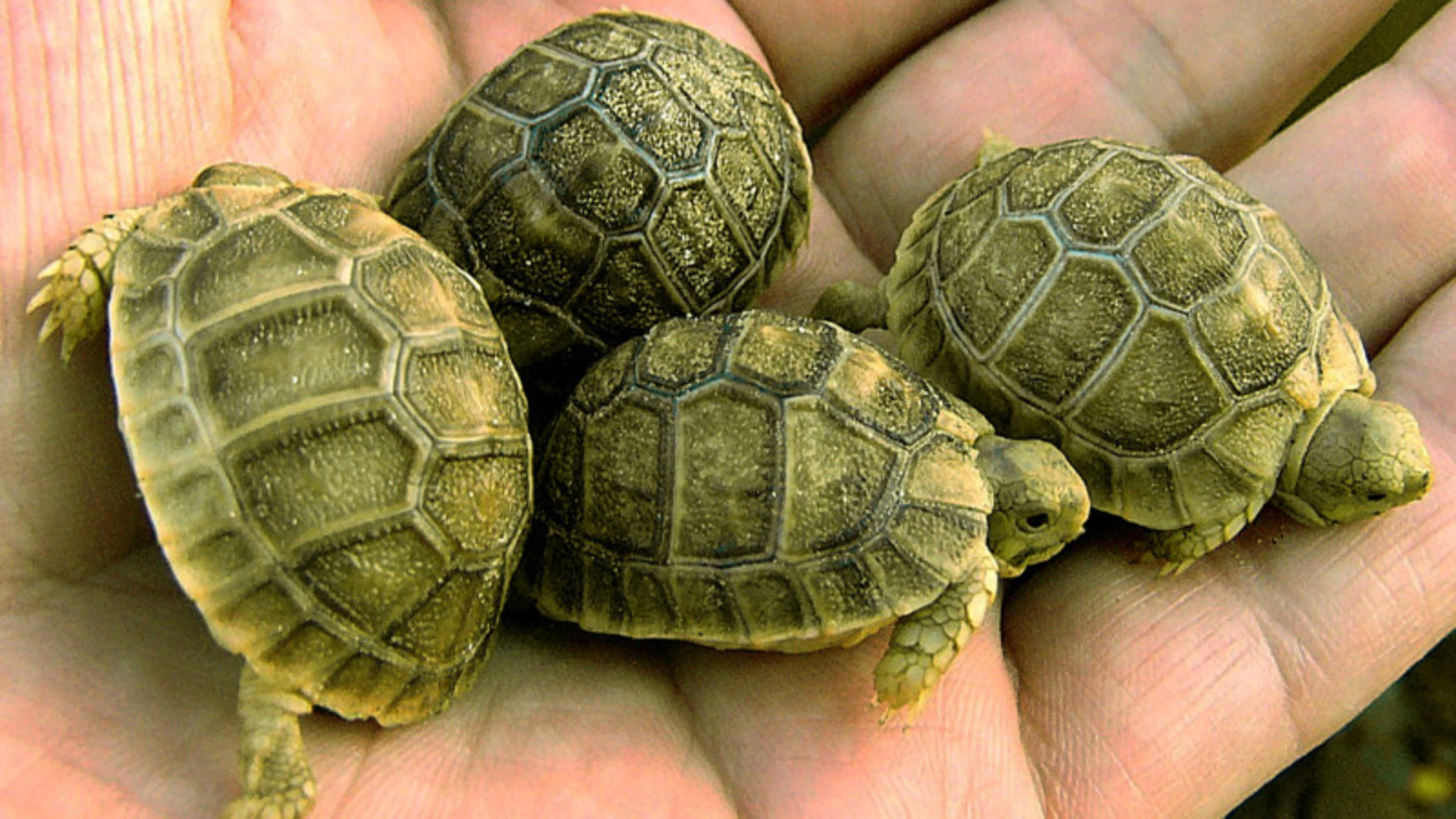 Buchtipps: Landschildkröten