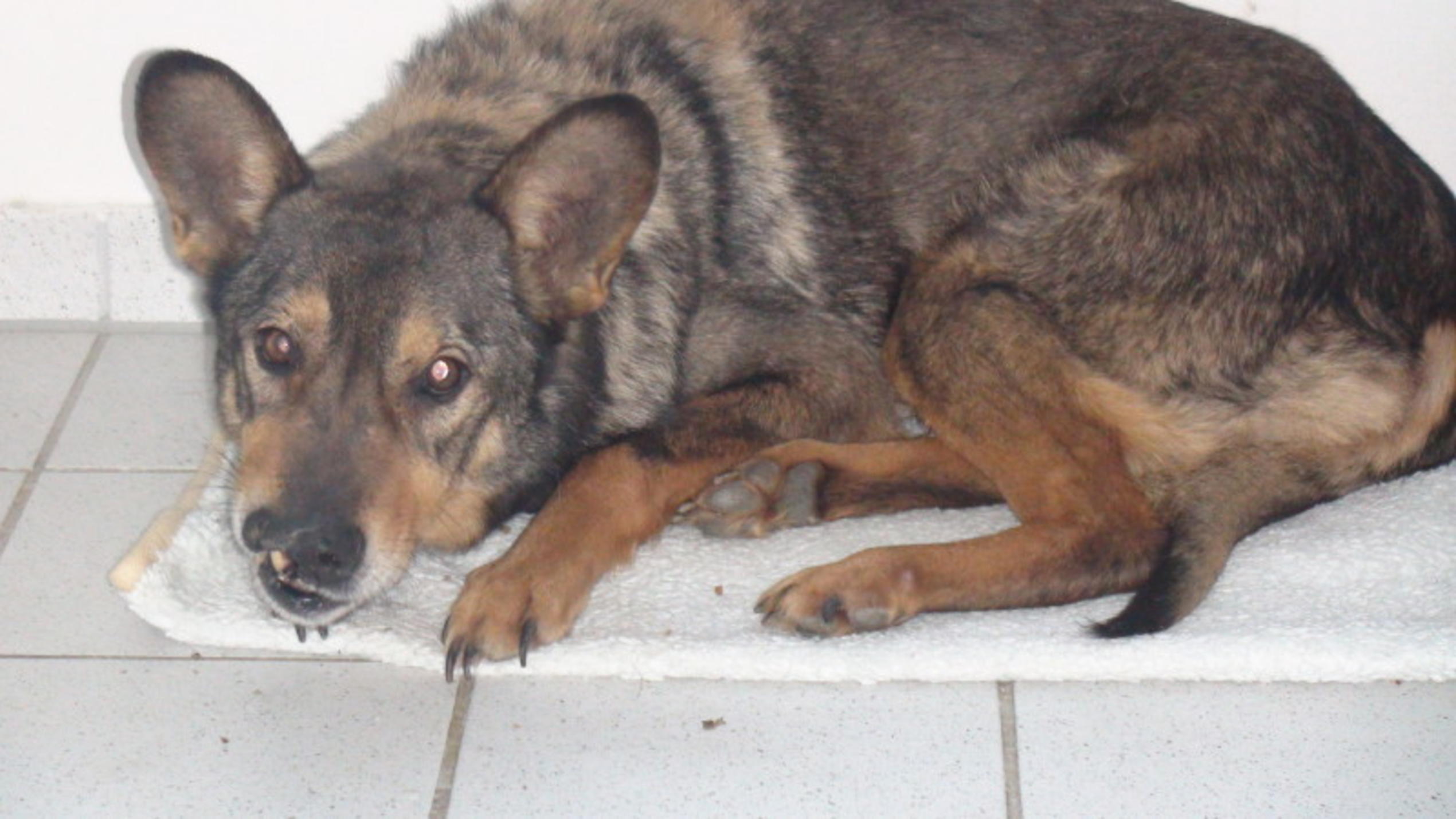 hundkatzemaus: Misshandelter Hund Polkscha