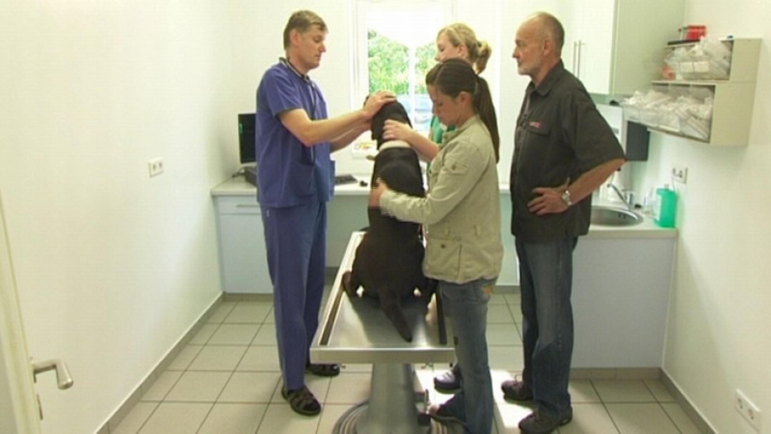 hundkatzemaus: Blindenführhund Dolph beim Tierarzt