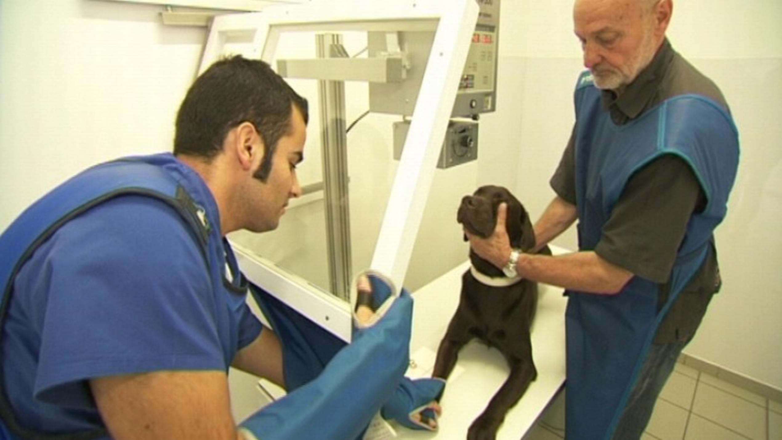 hundkatzemaus: Blindenführhund Dolph wird geröntgt