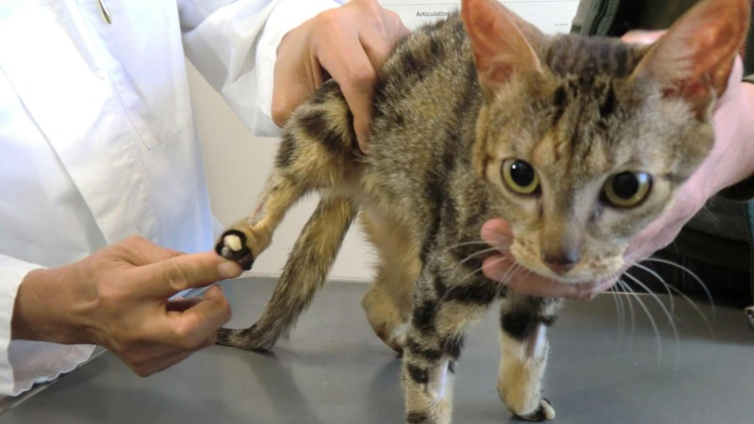 hundkatzemaus-Tierschutzexperte Frank Weber kümmert sich um Katze Maja