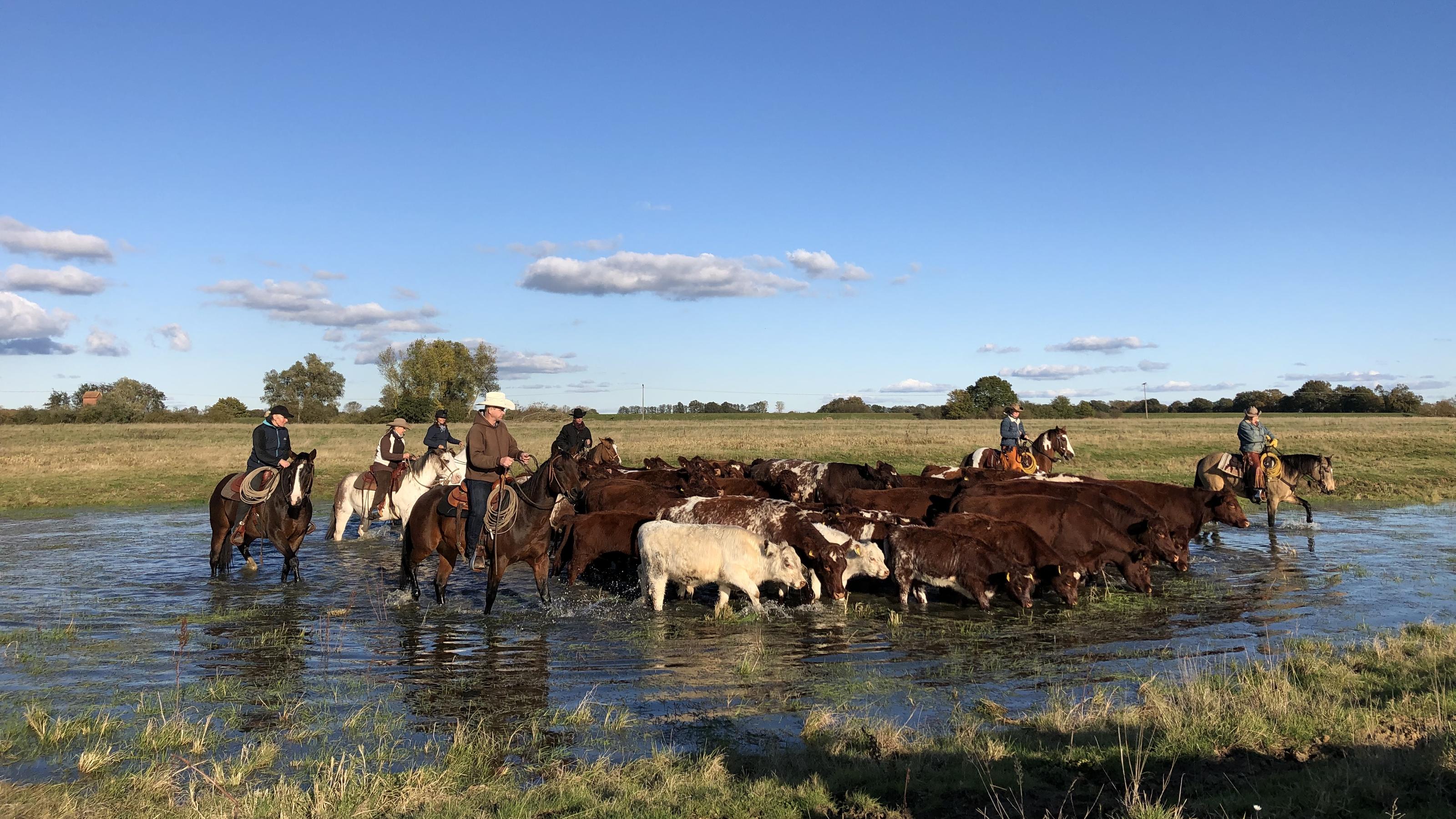 Hundkatzemaus Viehtrieb Nach Cowboy Art