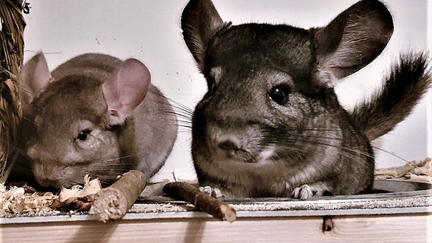 hundkatzemaus: Vermittlung der geretteten Chinchillas