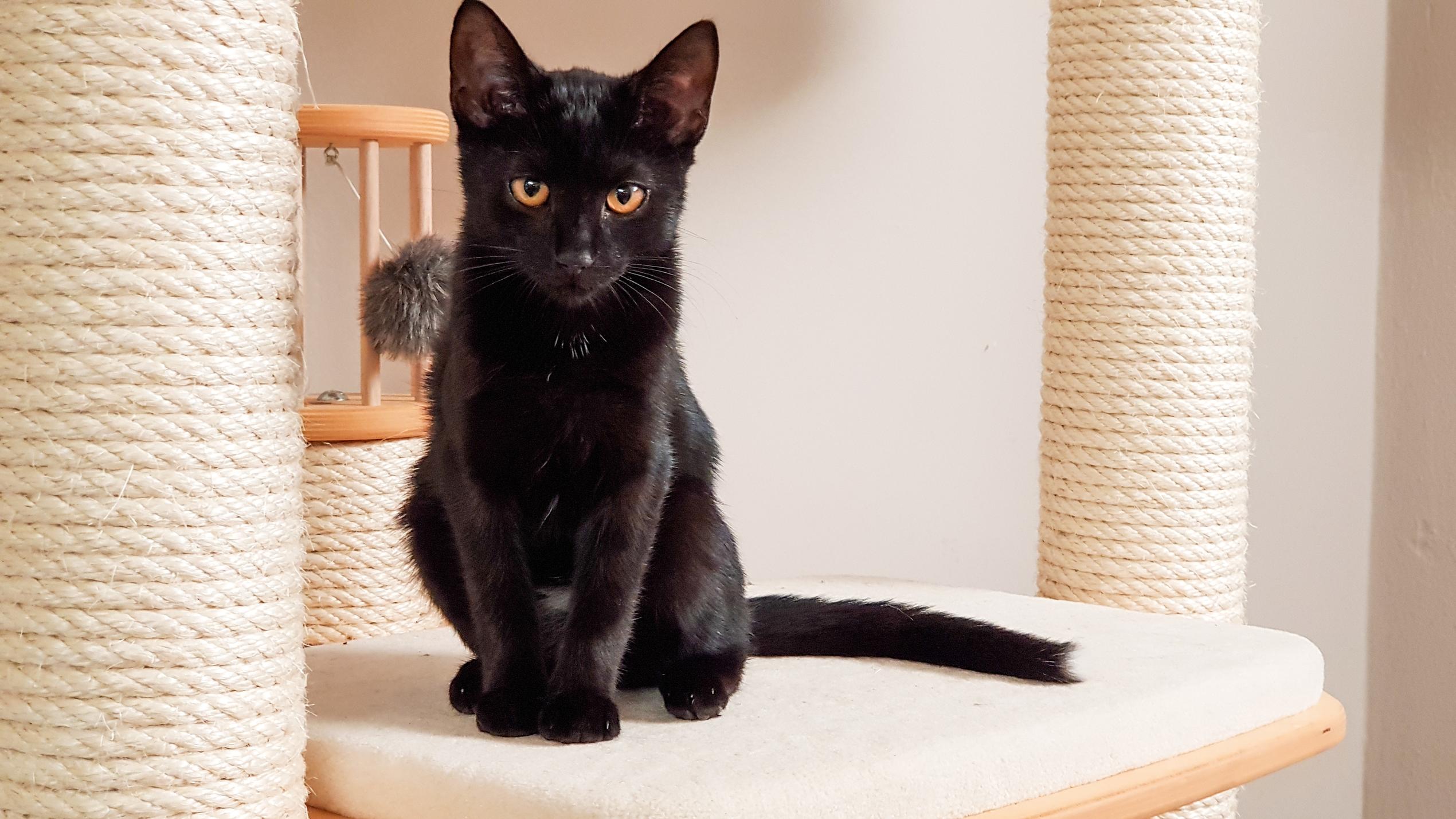 Die Katzen-Kita: Steckbrief Katze Sally