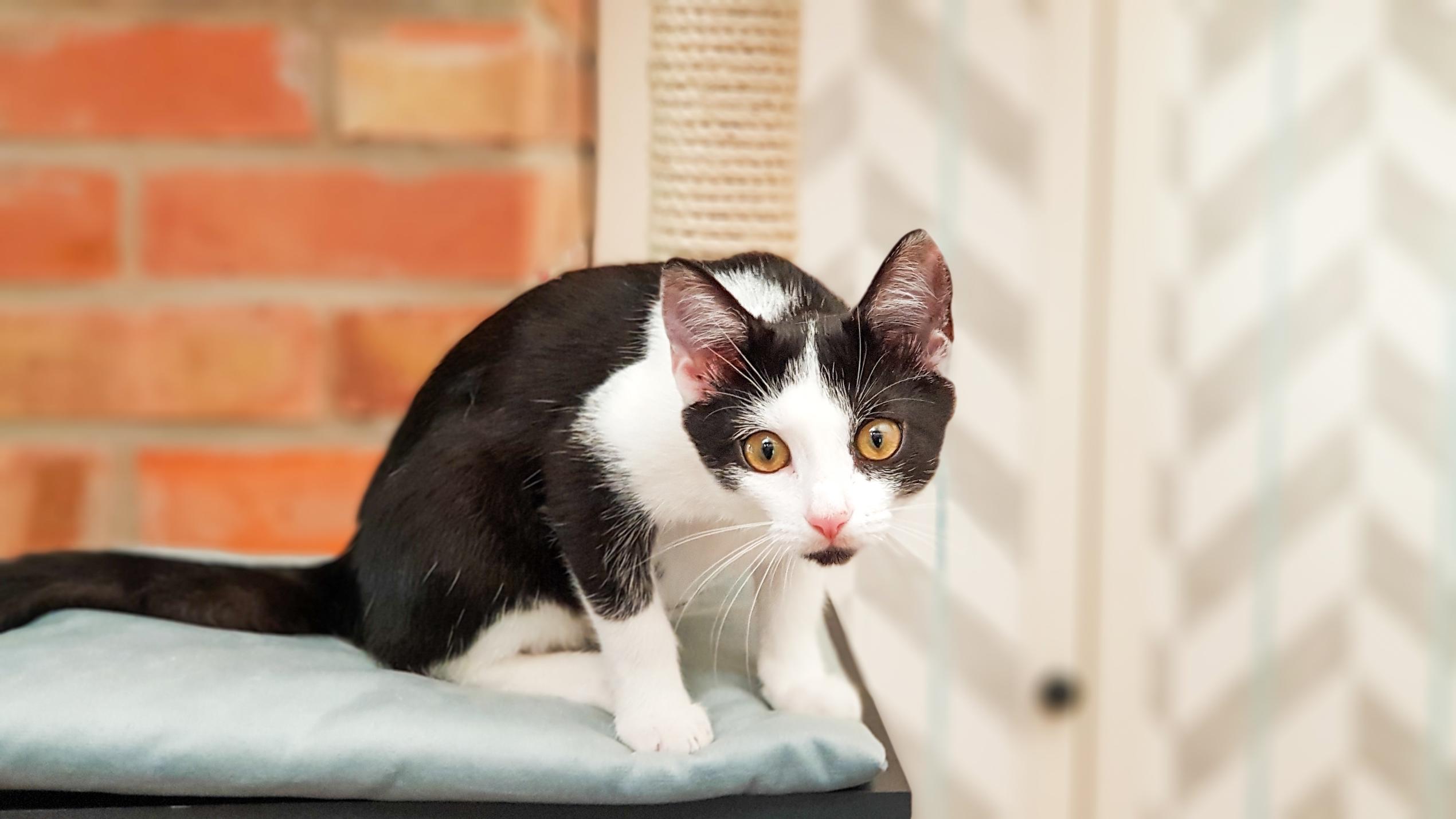 Die Katzen-Kita:Steckbrief Katze Cora