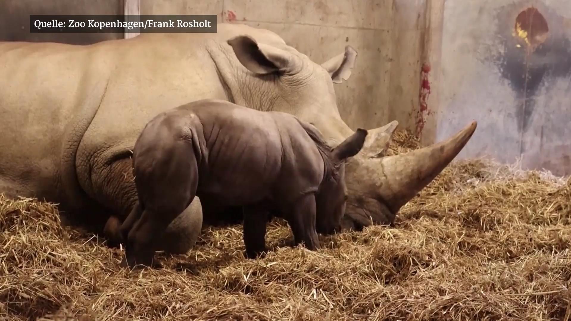 Nashorn Geburt Live Nashorn Geburt Live