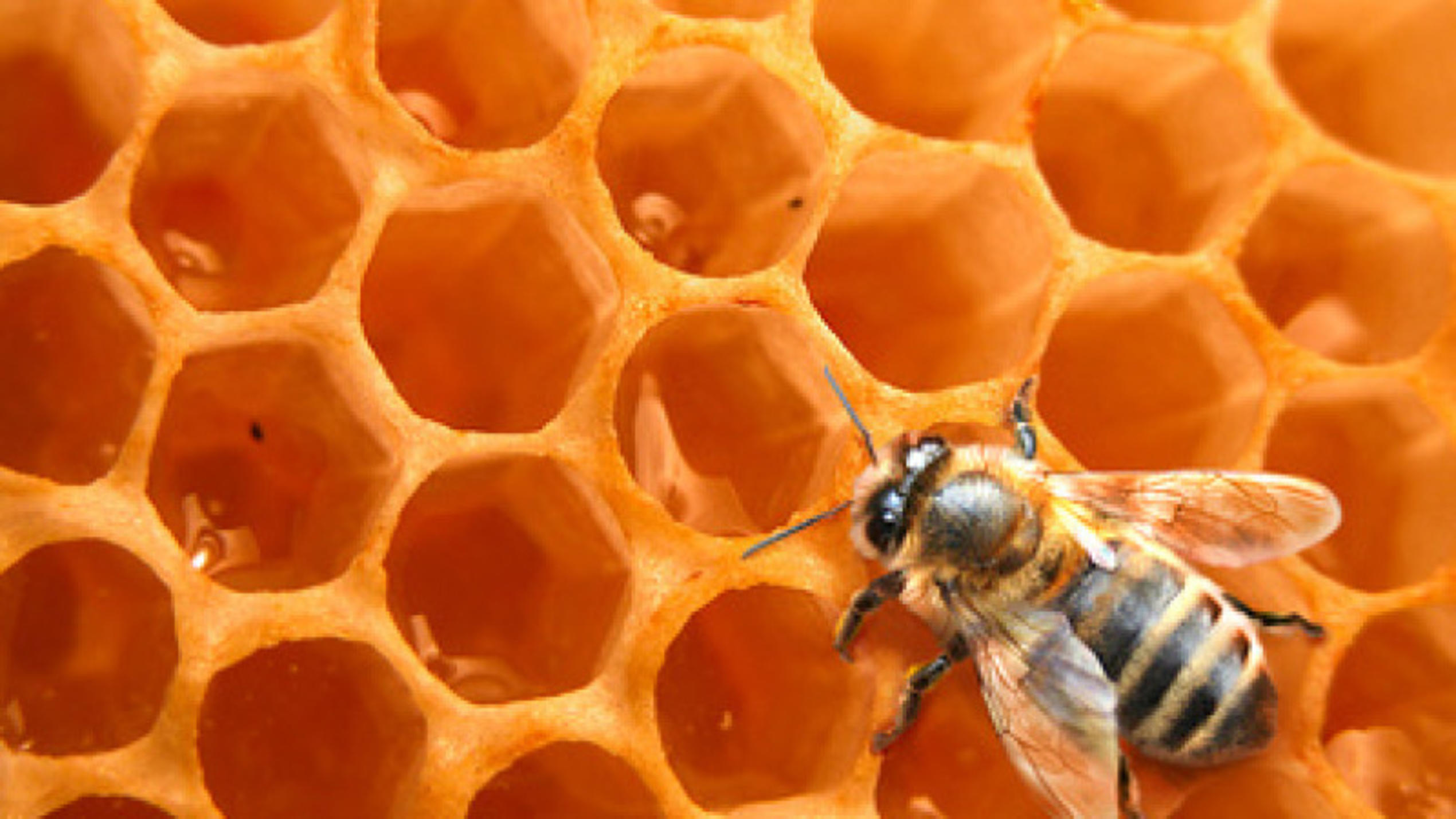 Honigwabe, Bienenwabe, Honig, Biene, Pollen