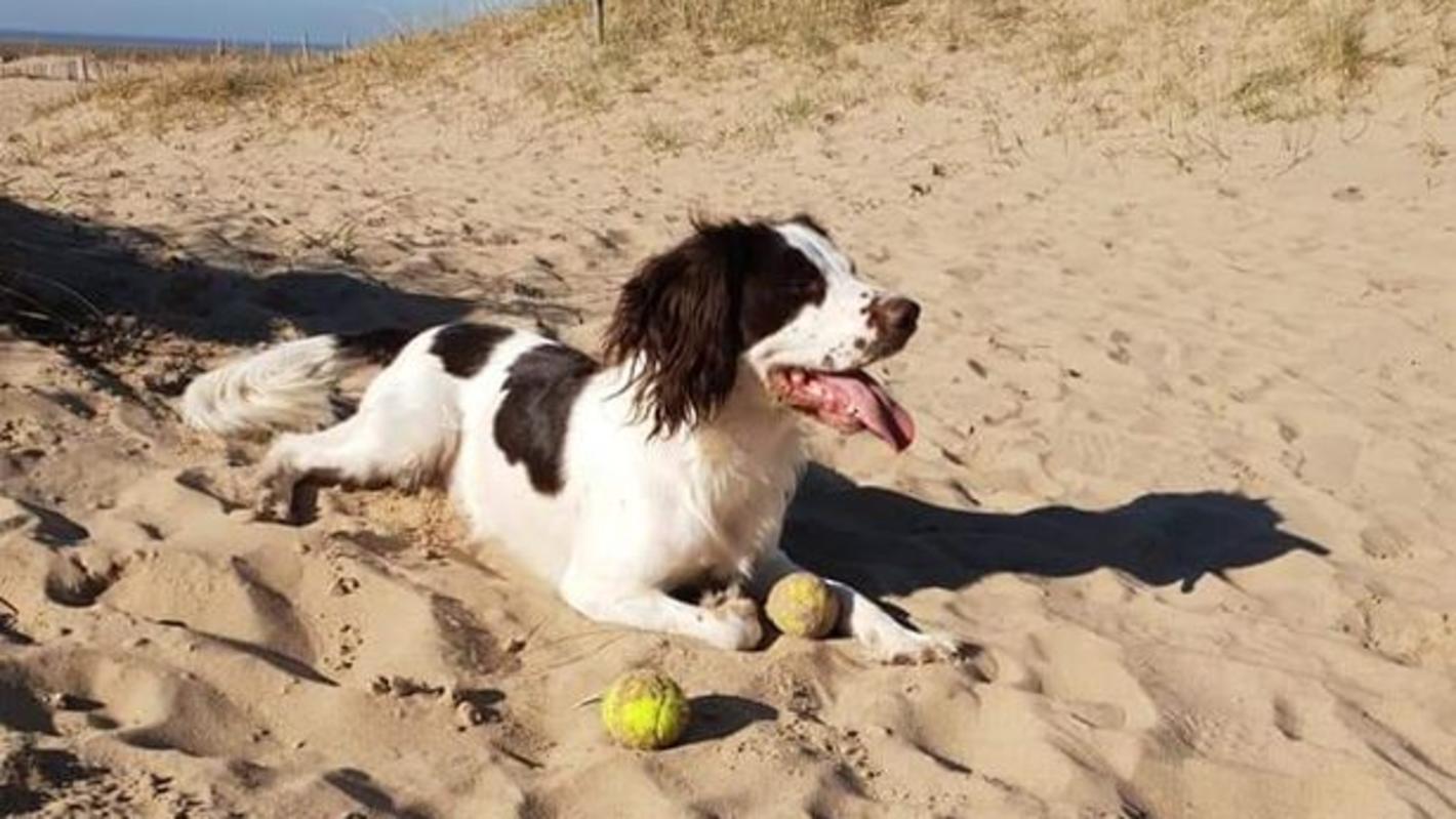 Hund stirbt, weil er Mais gefressen hat welche Lebensmittel sind