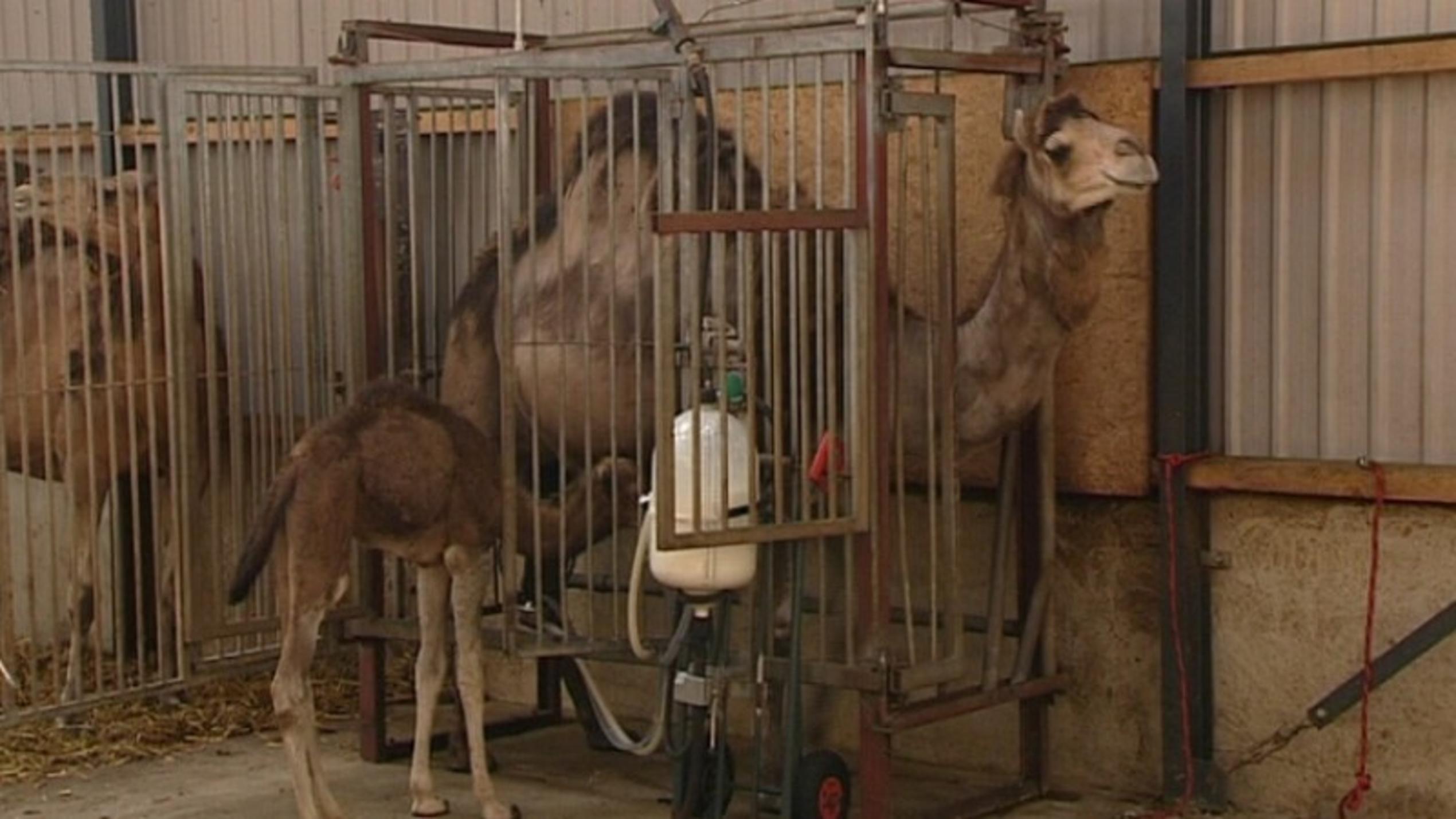 hundkatzemaus: Kamele im Stall
