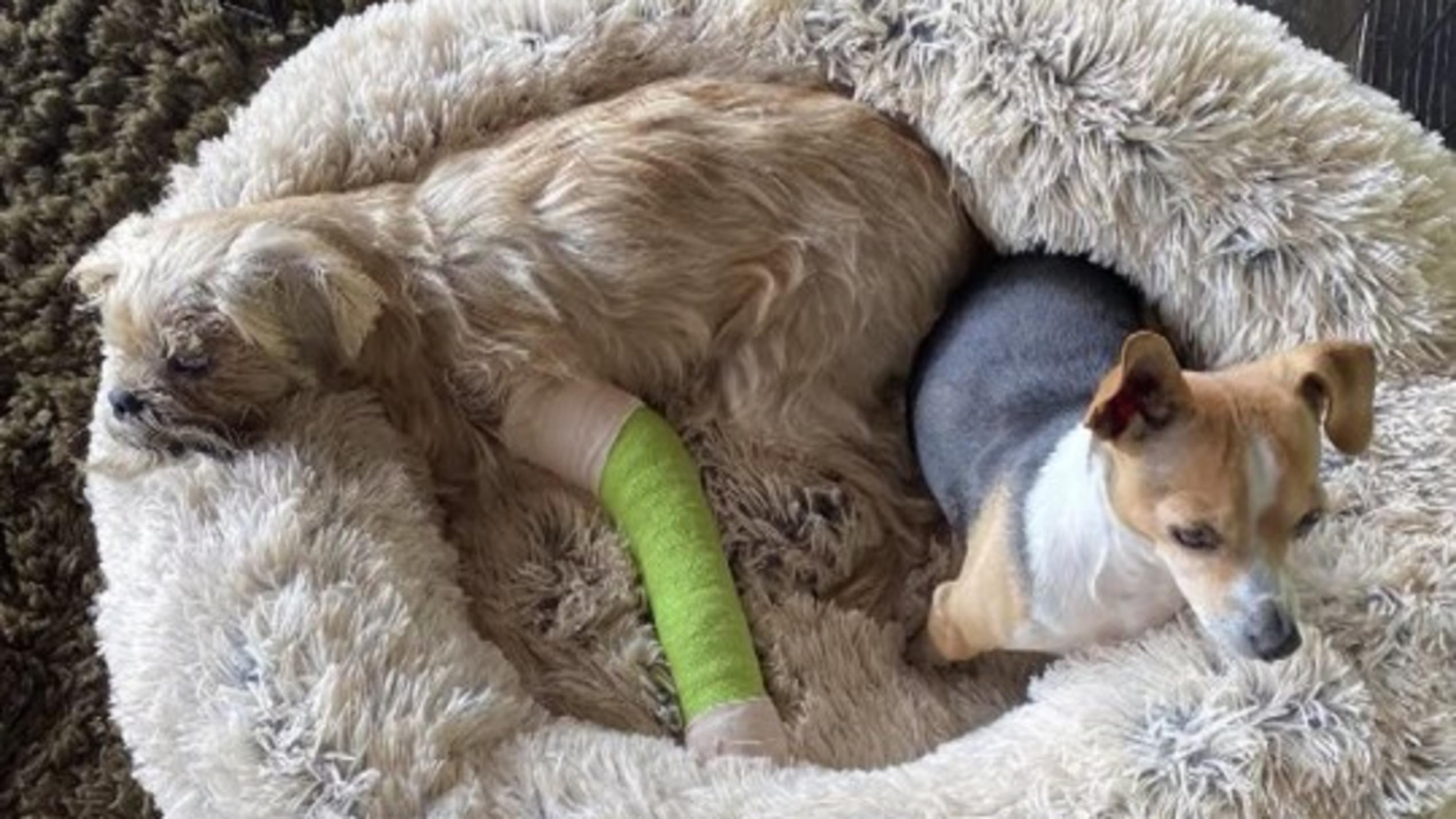 Schock für Ellen DeGeneres Ihr Hund bricht sich bei einem Unfall das Bein!