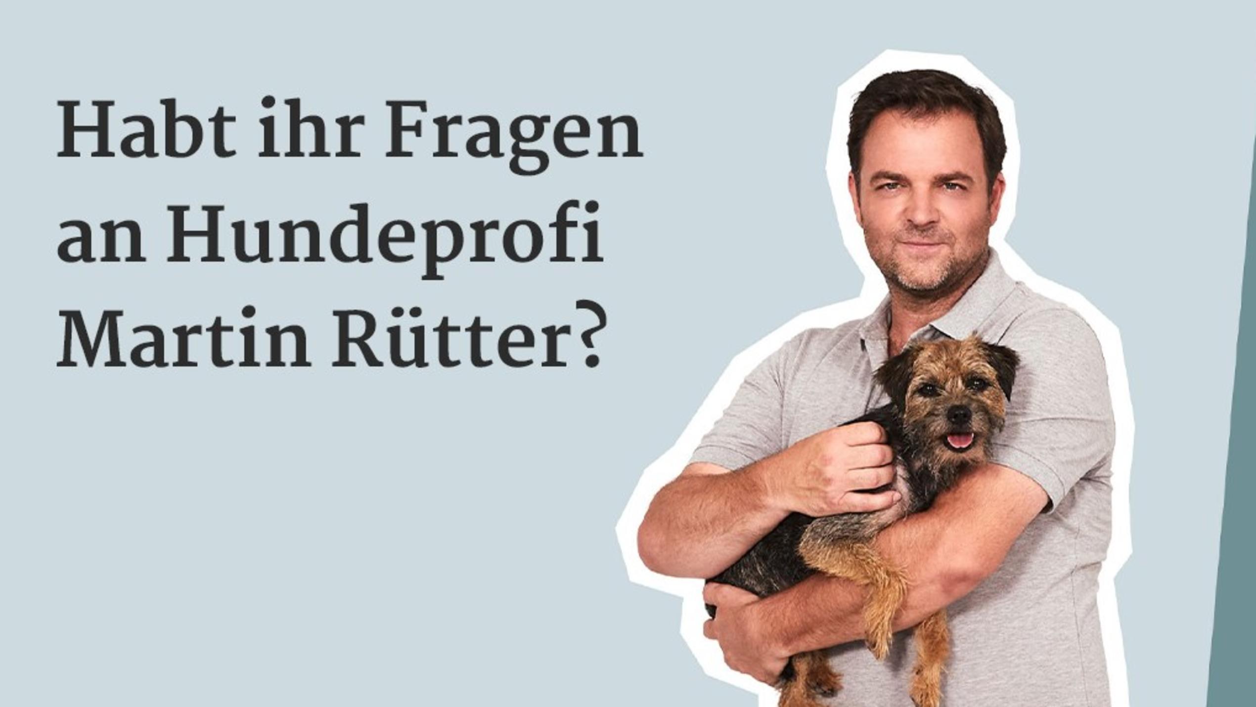 Der Hundeprofi - Der HunDeprofi Ruetters Team Martin Ruetter Beantwortet Eure Fragen Bei Guten Morgen DeutschlanD