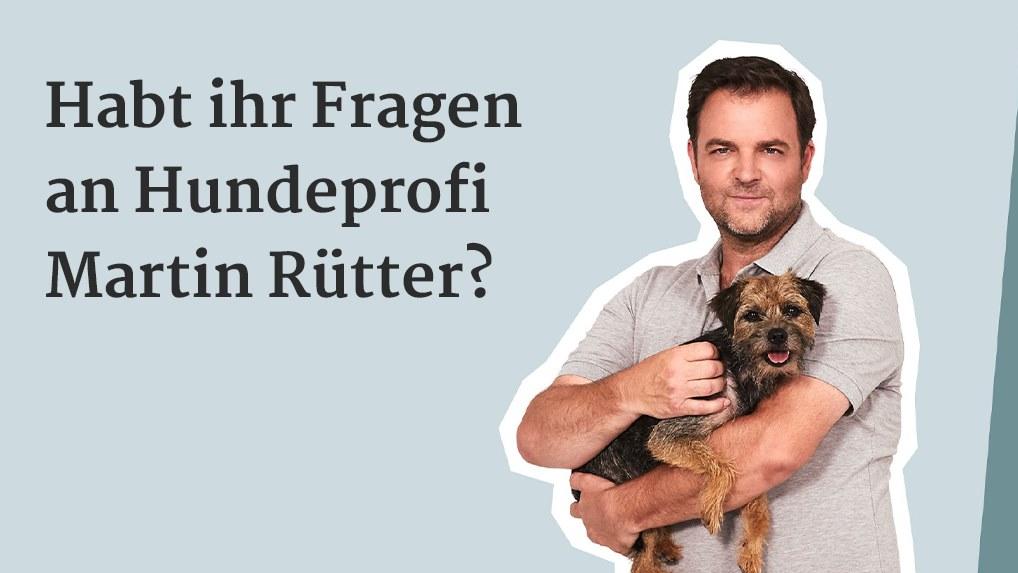 Der Hundeprofi - Martin Ruetter Beantwortet Eure Fragen