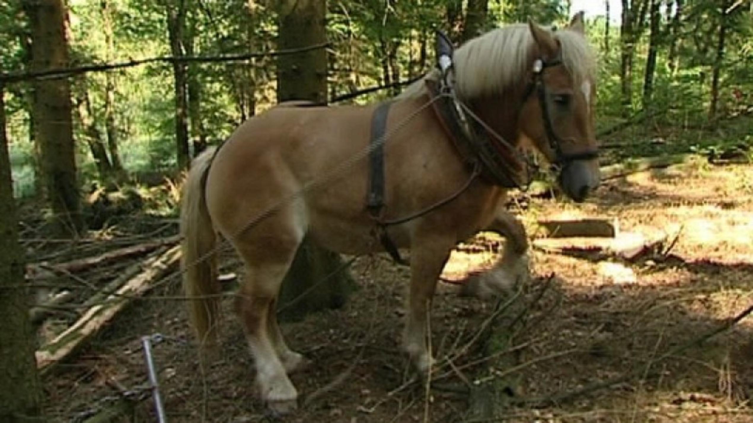 hundkatzemaus: Diana Eichhorn besucht Pferd Malve bei der Waldarbeit