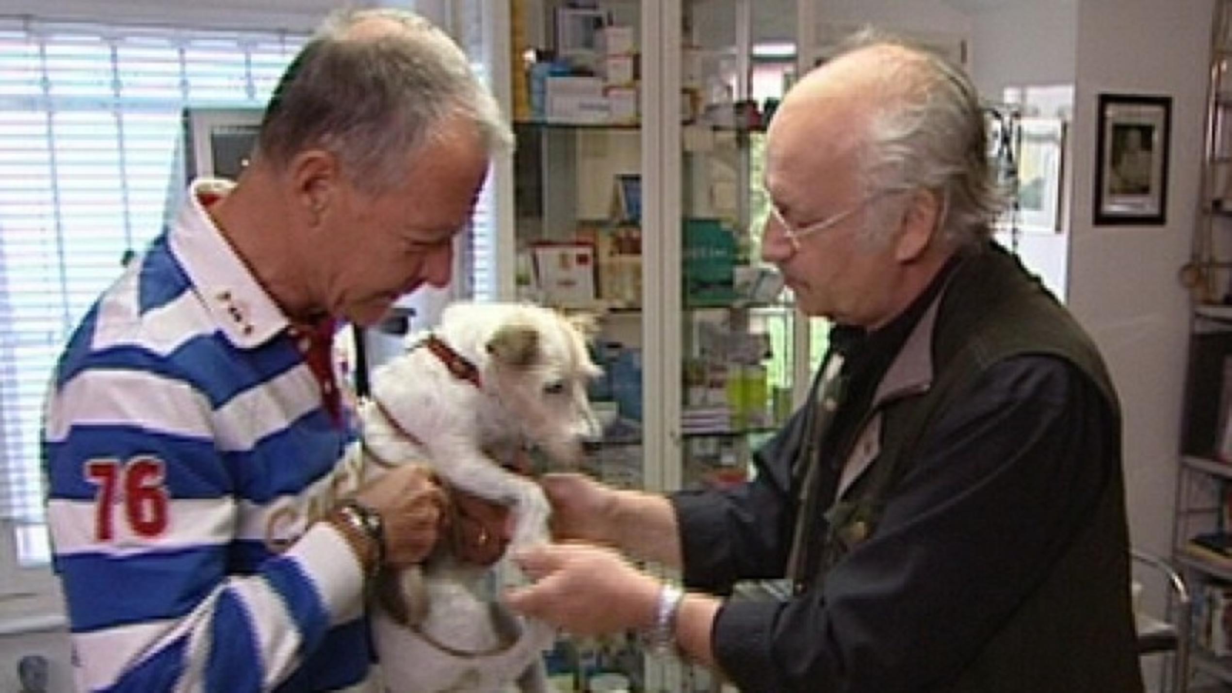 hundkatzemaus-Tierarzt Dr. Wolf behandelt einen Hund