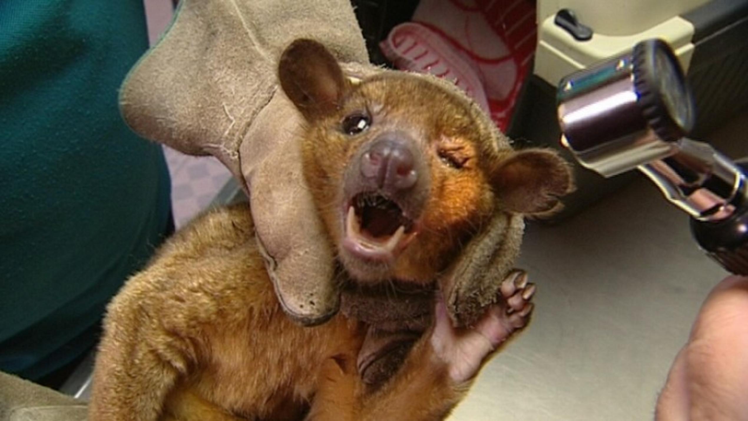 hundkatzemaus-Tierarzt Dr. Wolf behandelt einen Wickelbären
