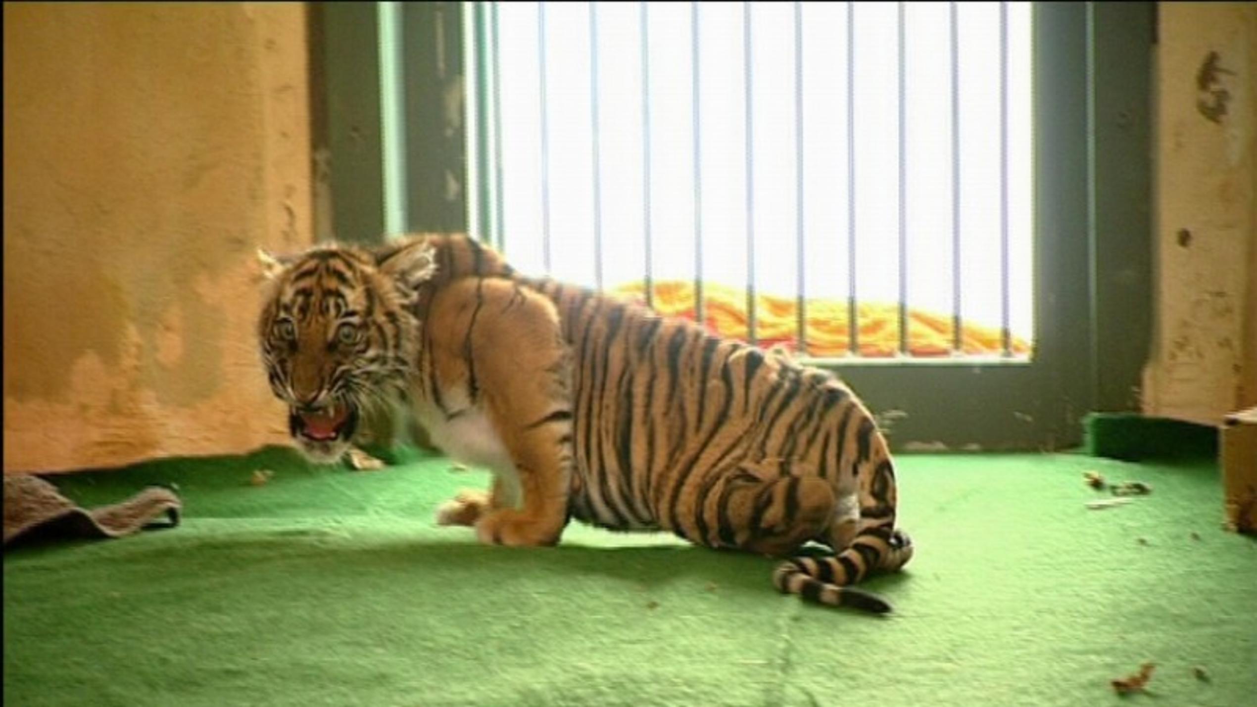 Tigerkind Ranga