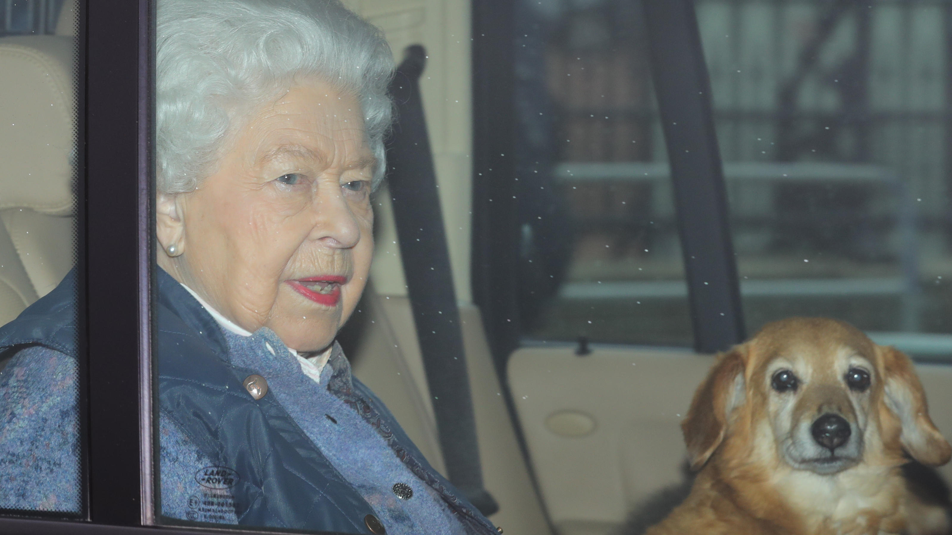 Queen Elizabeth Ii Ist Am Boden Zerstort Kleiner Welpe Vollig Uberraschend Tot