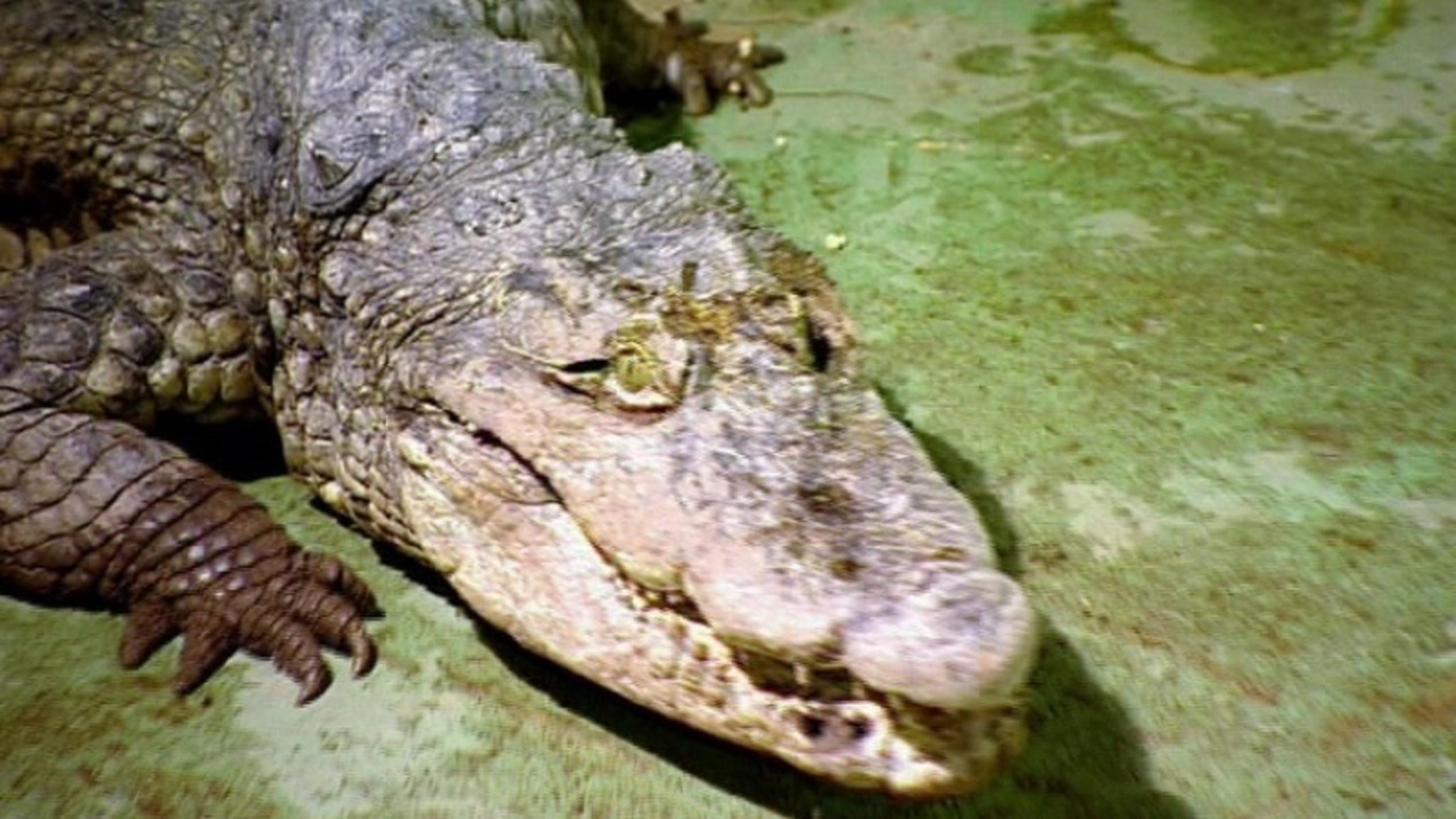 Menschen, Tiere & Doktoren: Krokodil