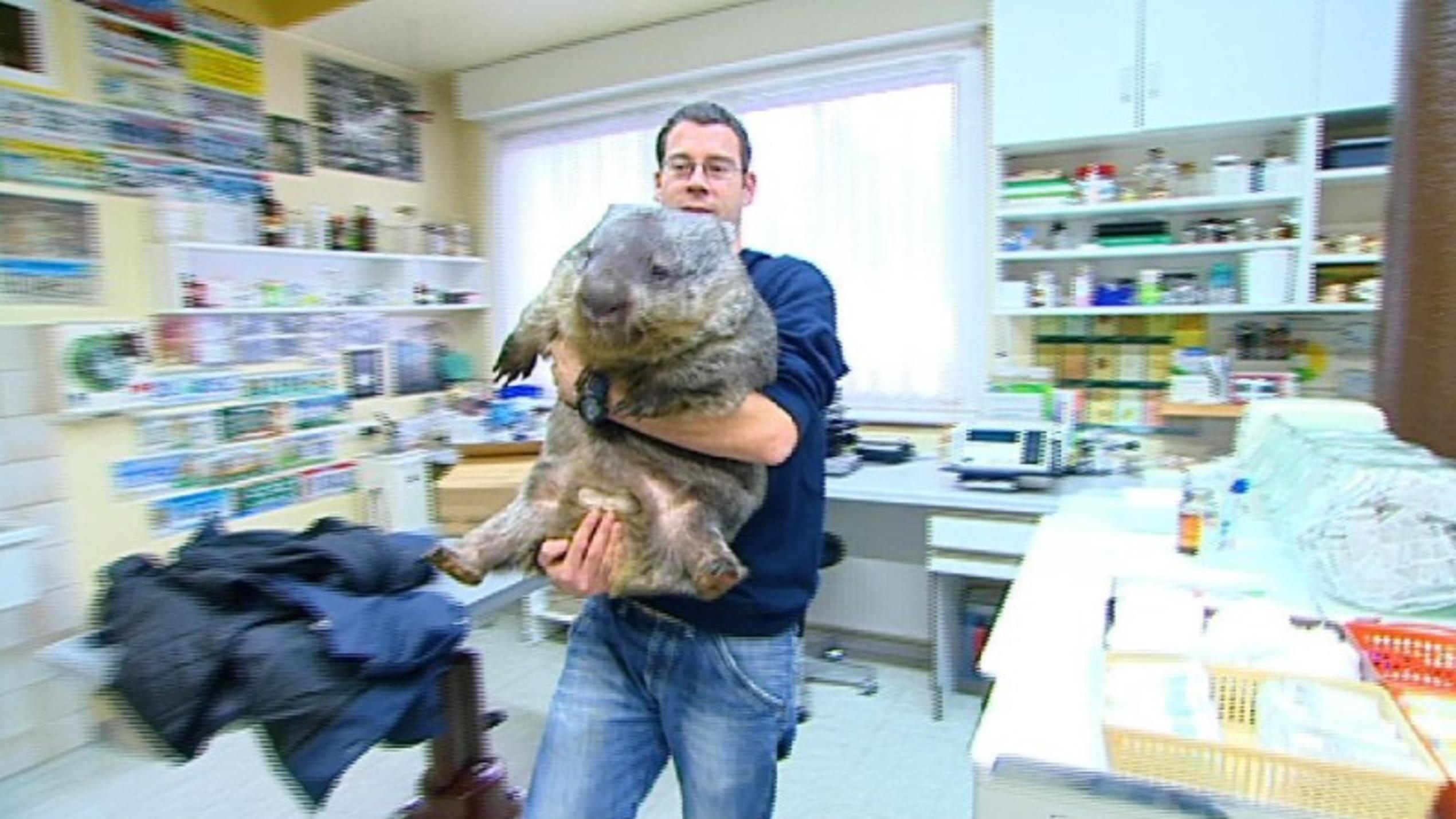 Menschen, Tiere & Doktoren: Wombat