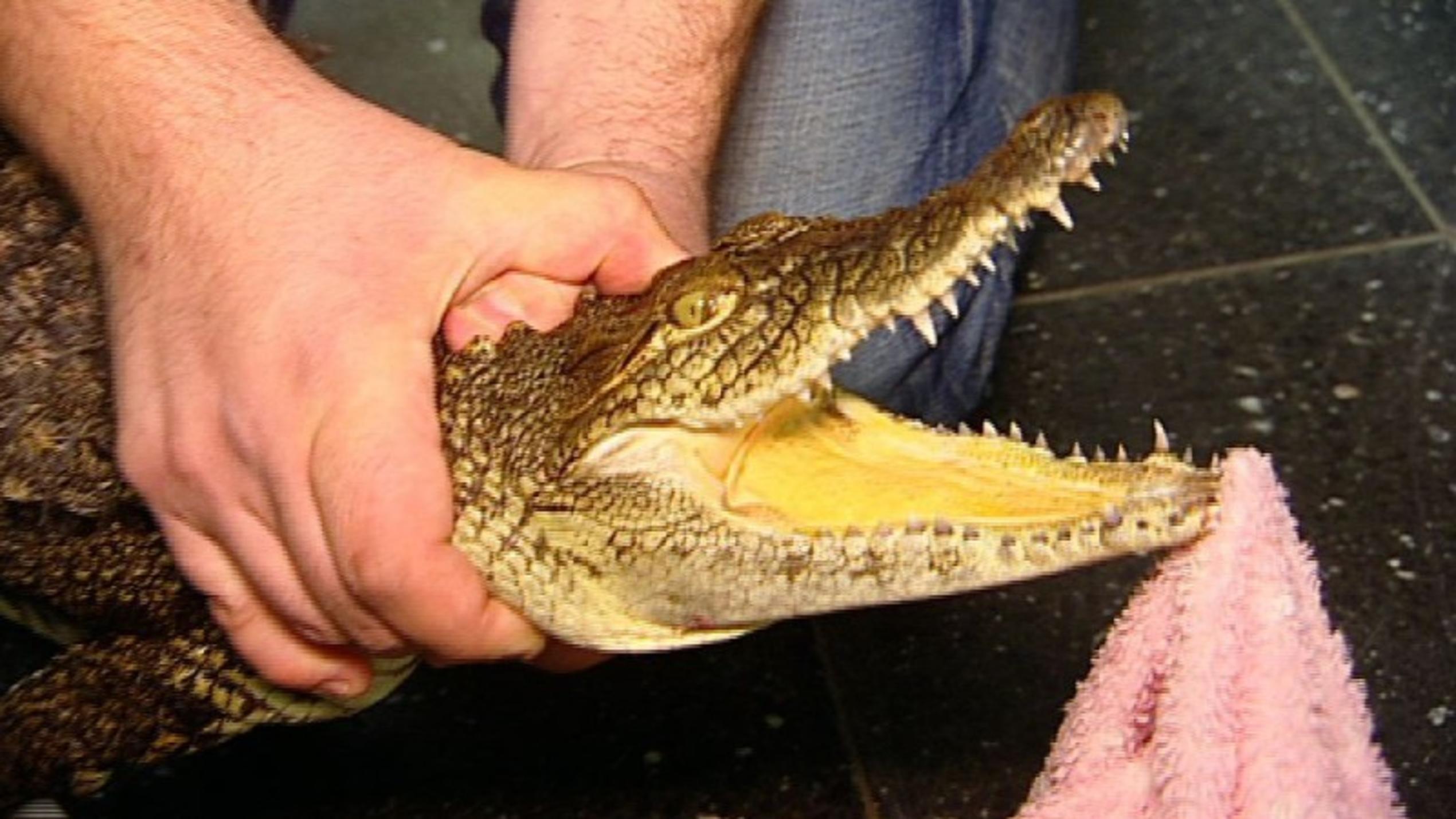 Menschen, Tiere & Doktoren: Krokodil