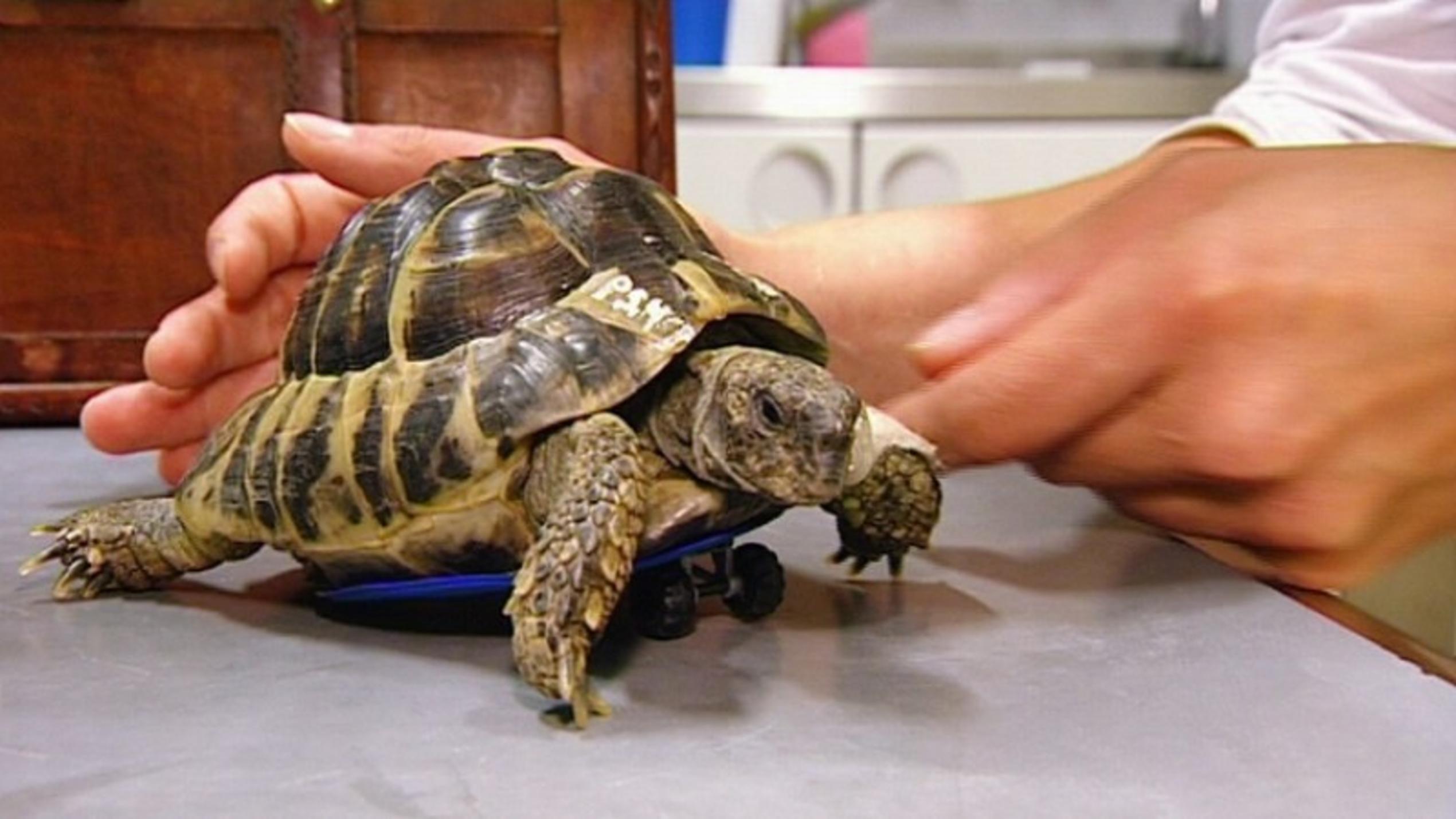 Menschen, Tiere & Doktoren: Schildkröte
