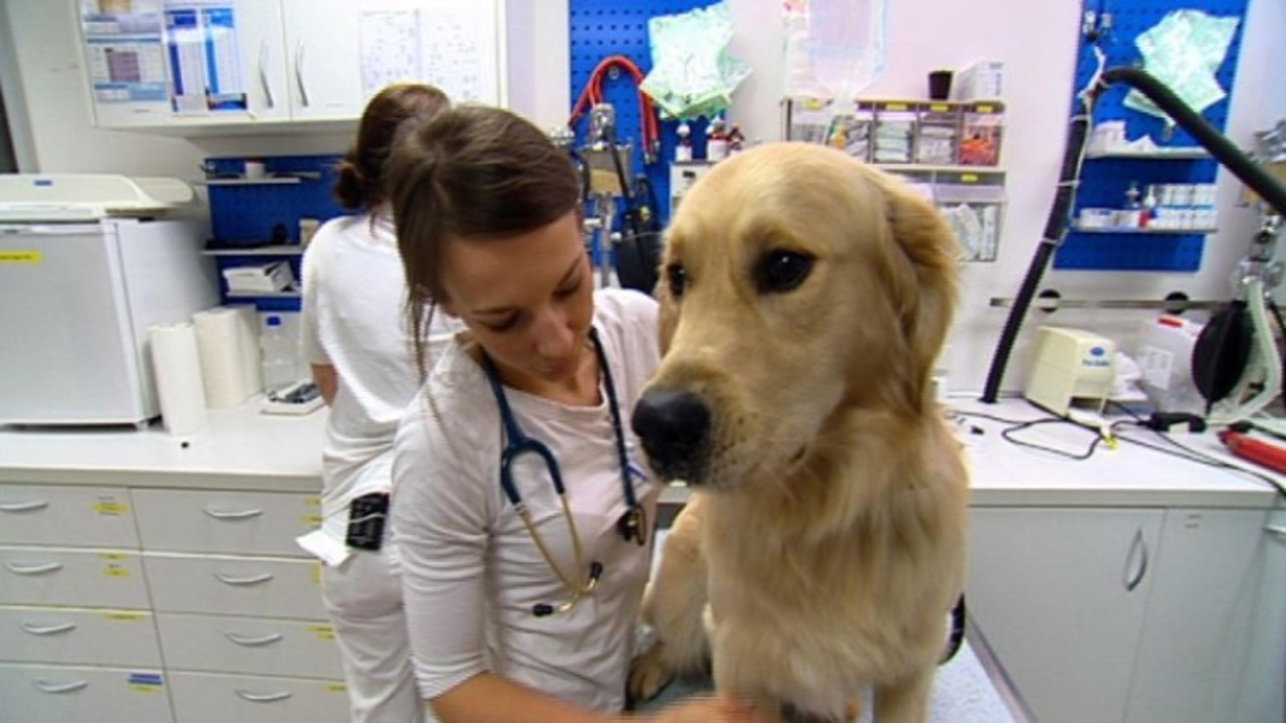 Menschen, Tiere & Doktoren: Hund
