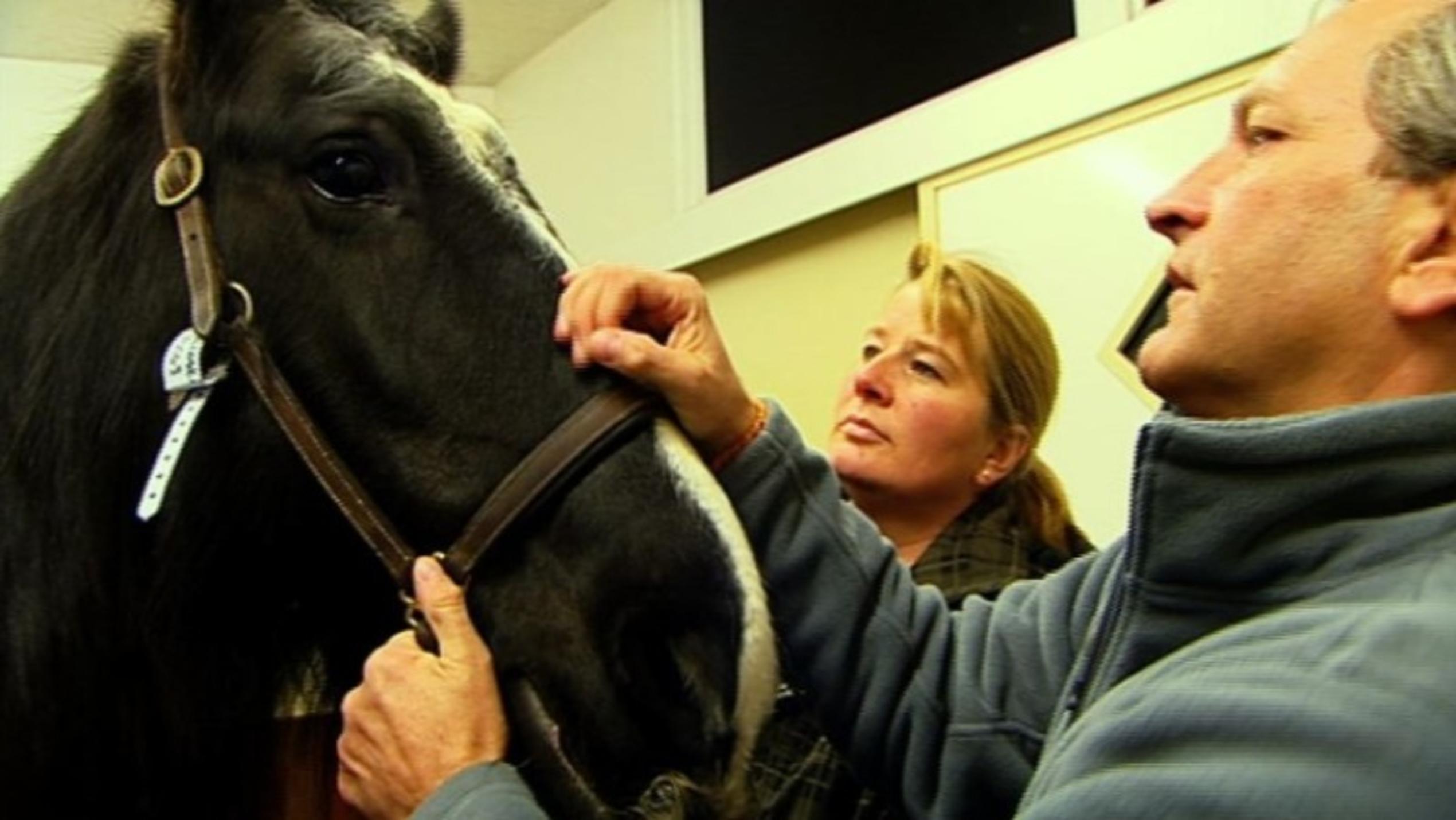 Menschen, Tiere & Doktoren: Pferd