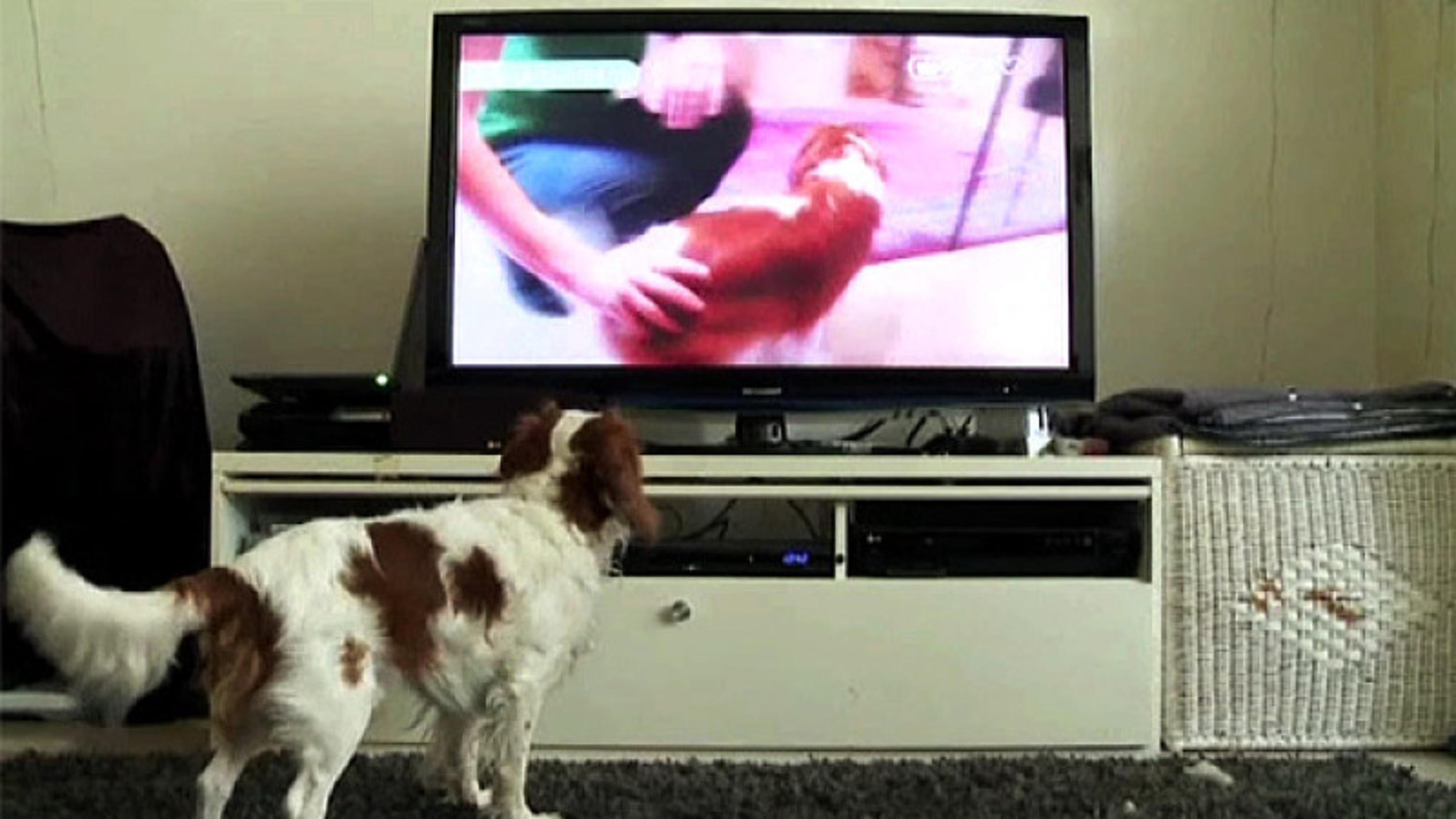 Hunde lieben Fernsehen