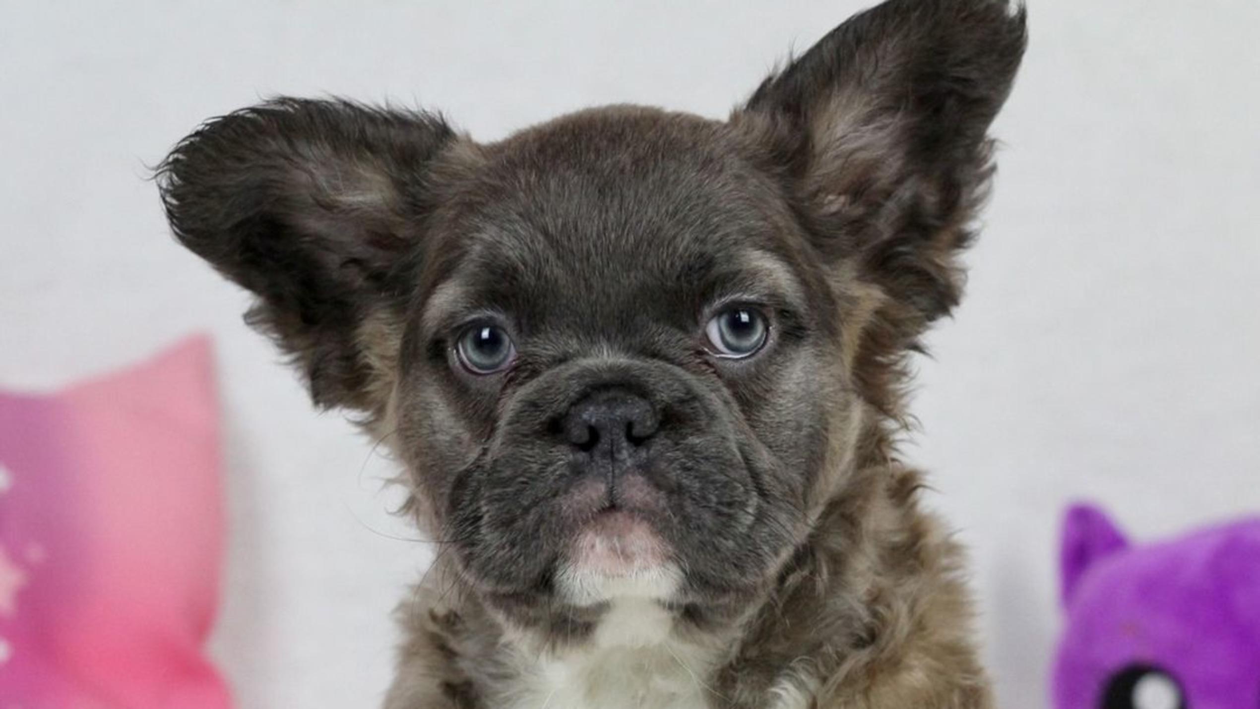 "Fluffy Frenchies" - Französische Bulldoge mit langem Fell guckt süß in die Kamera