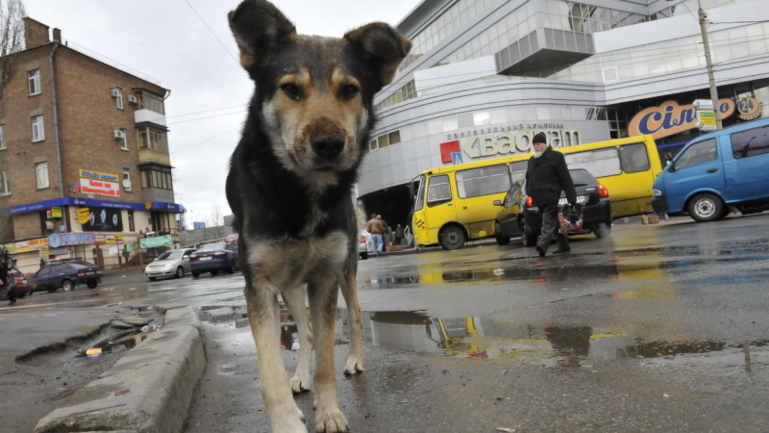 Straßenhunde in der Ukraine